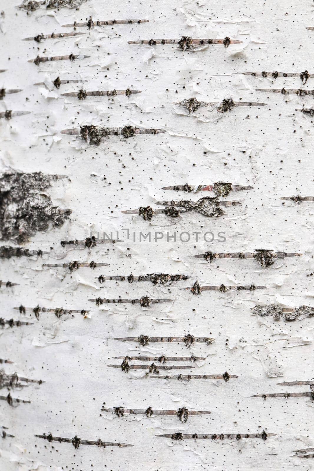 White trunk tree with lines background. Birch tree bark texture.