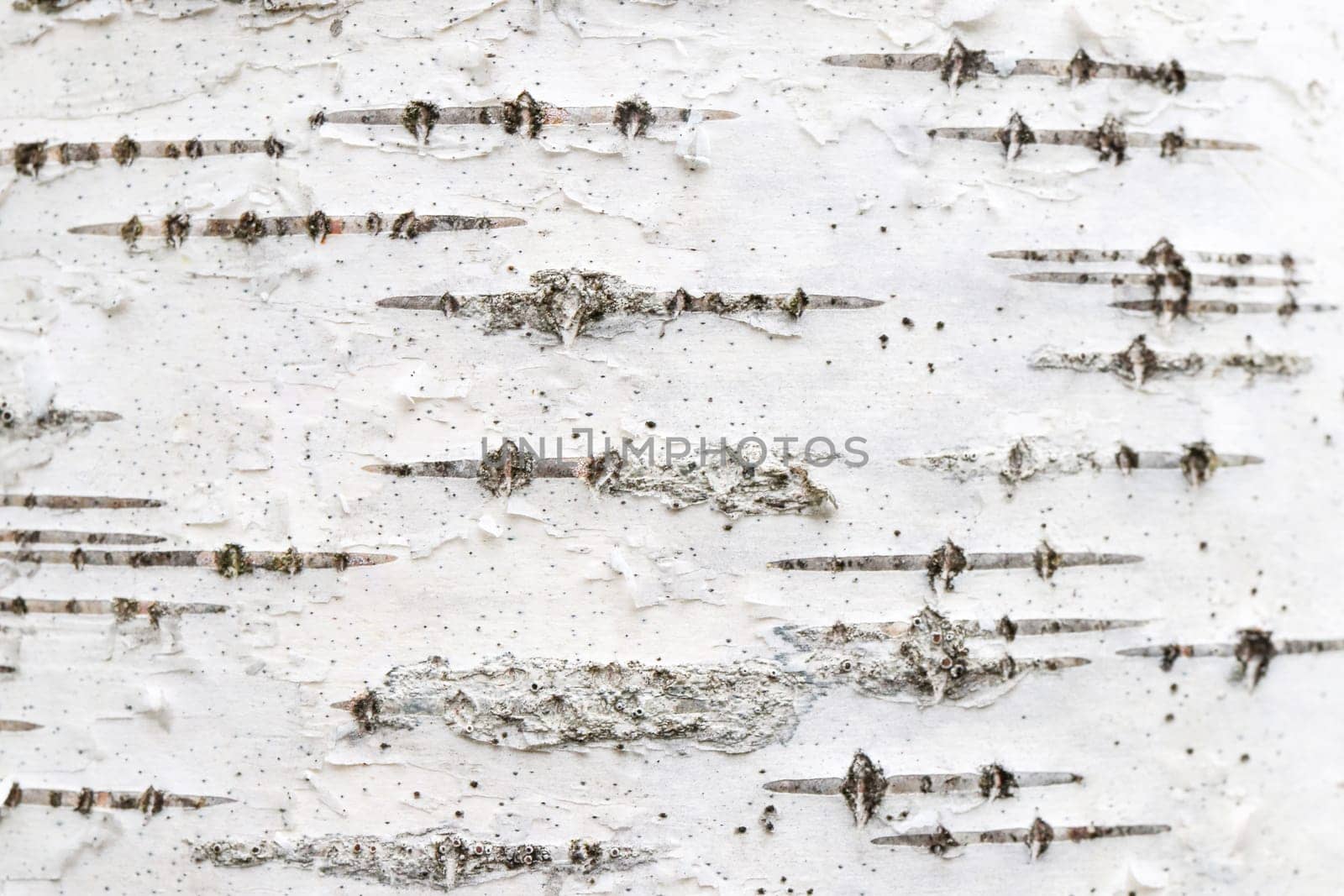 Birch tree bark texture. White trunk tree with lines background.