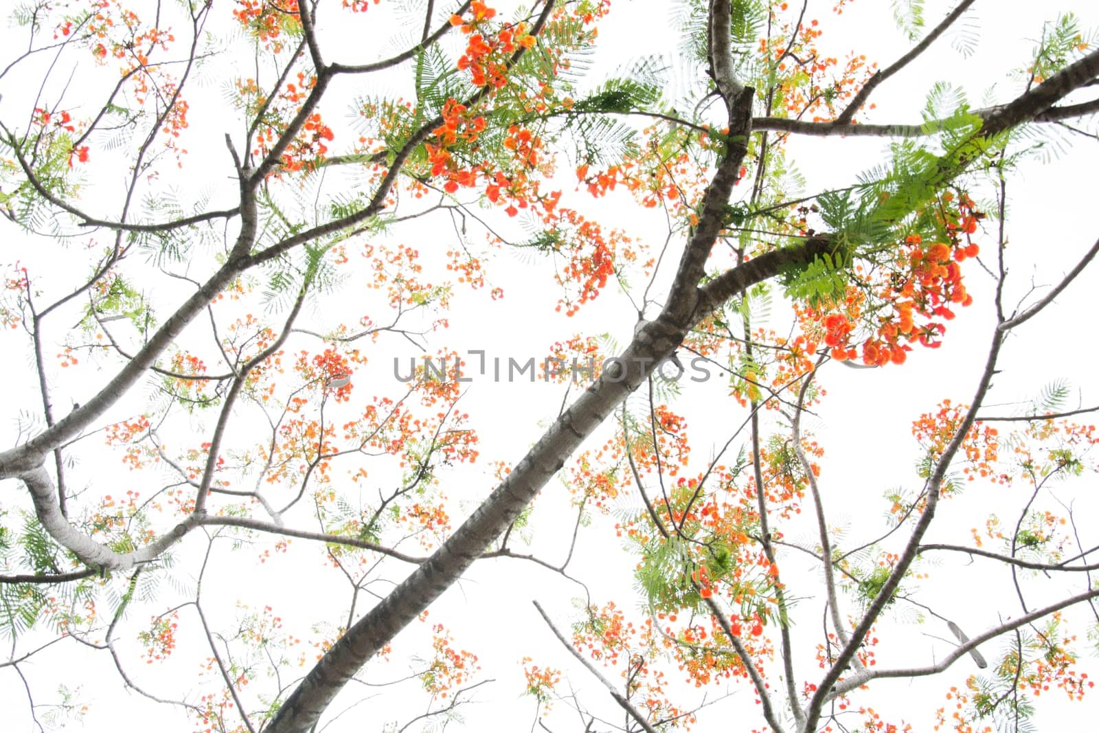 Very beautiful spring tree