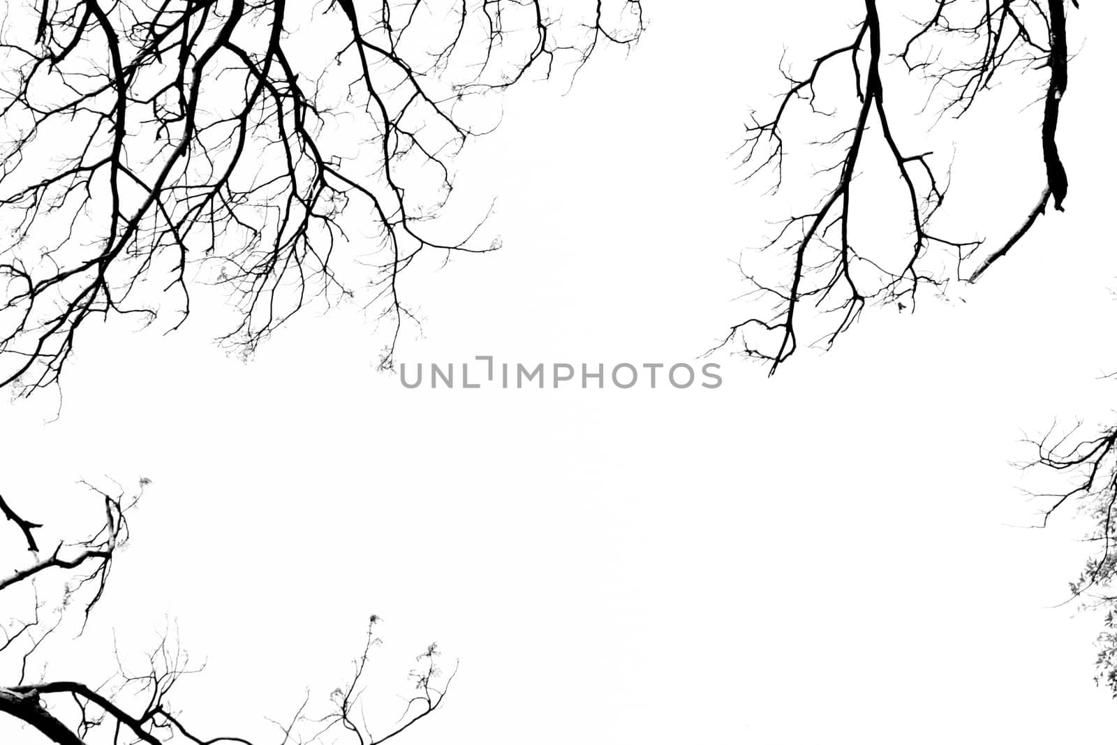 Branching off. Organic White Background