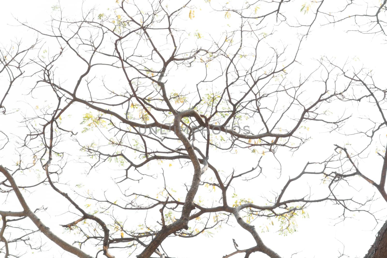 Branching off. Organic White Background