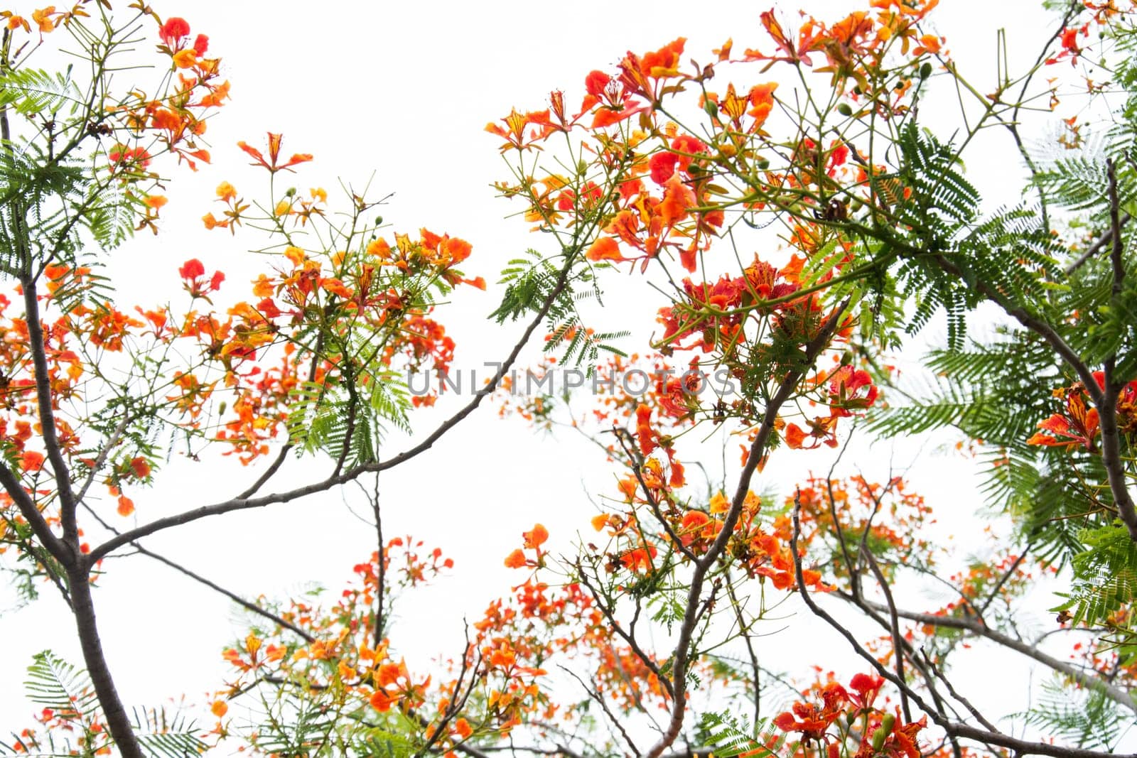 Very beautiful spring tree