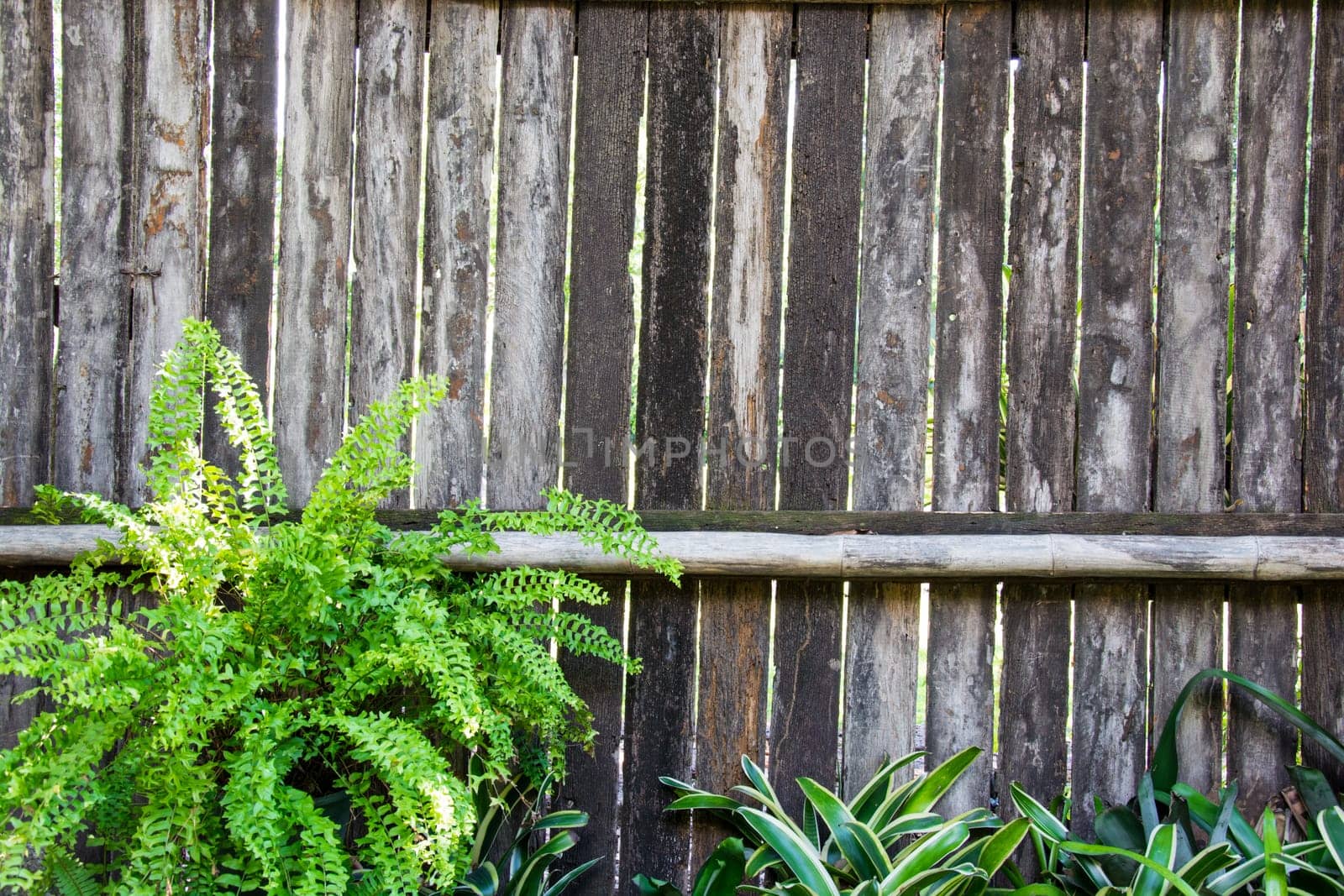 Fresh spring green  leaf plant over wood fence background