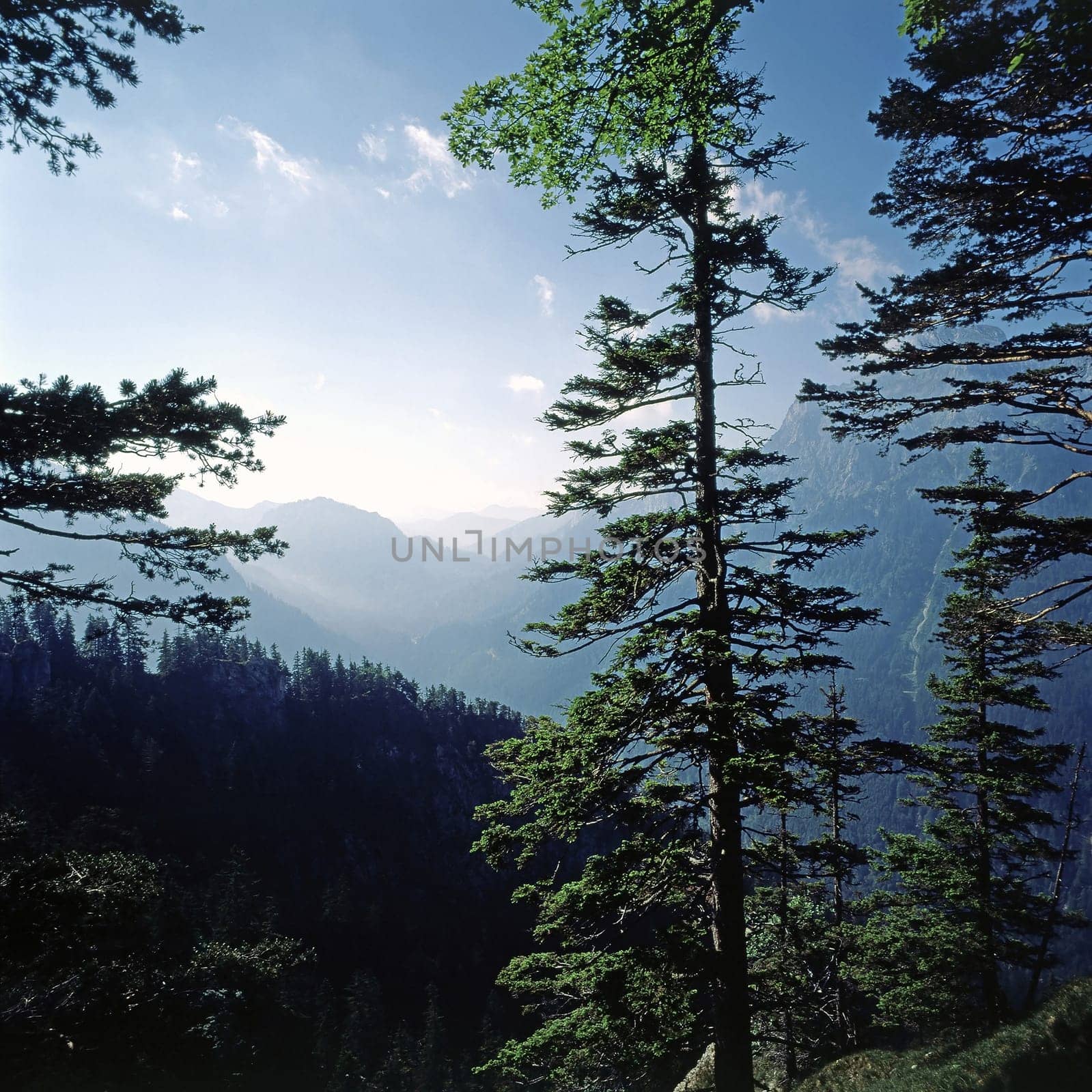 Forest in German Alps