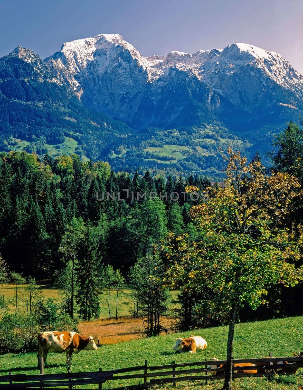 Bavarian scenery with Alps and cattle