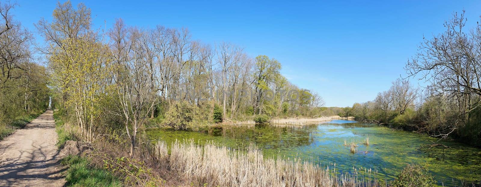 idyllic lake in the Kreuzhorst nature reserve near Magdeburg in Germany