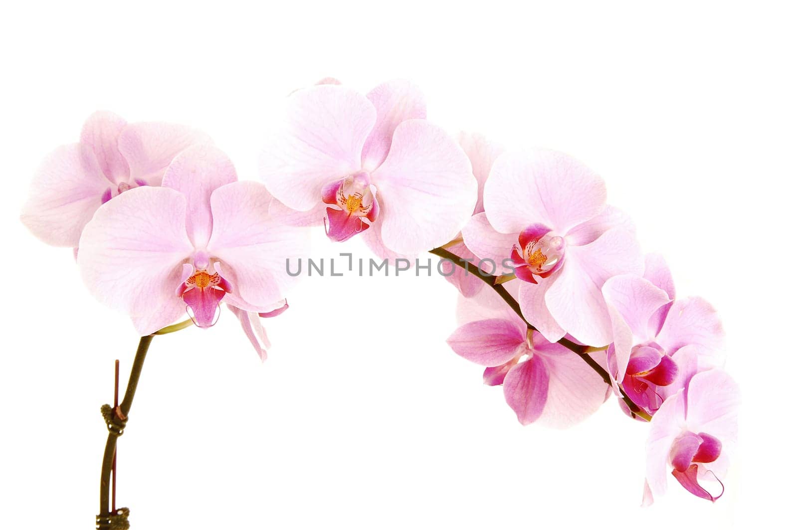 A stem of several beautiful orchid flowers isolated for white.background.