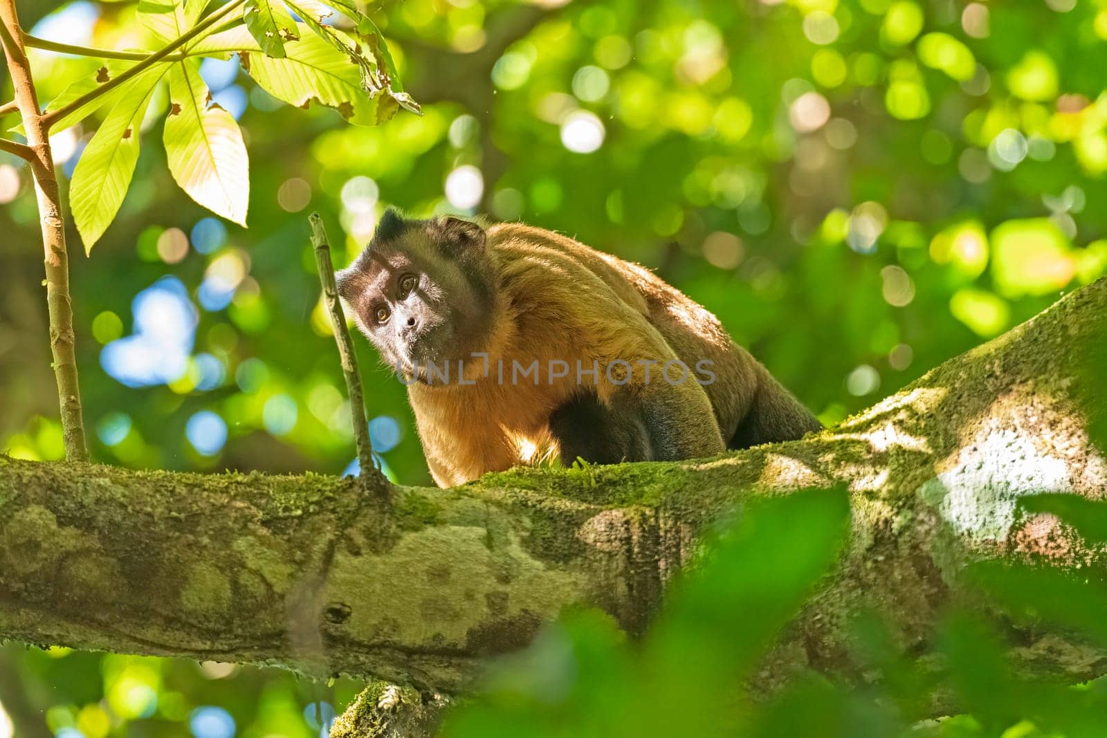 Brown Tufted Capuchin Monkey in the Rainforest near Alta Floresta, Brazil
