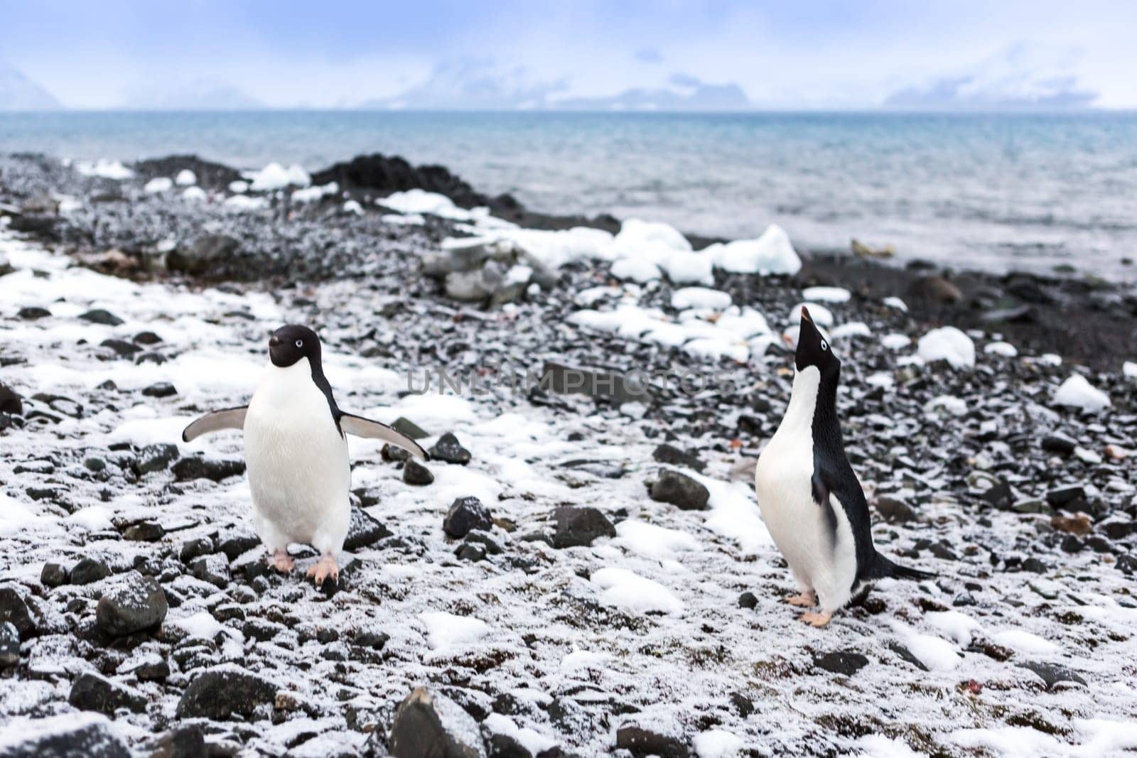 Beautiful landscape and scenery in Antarctica. Freezing