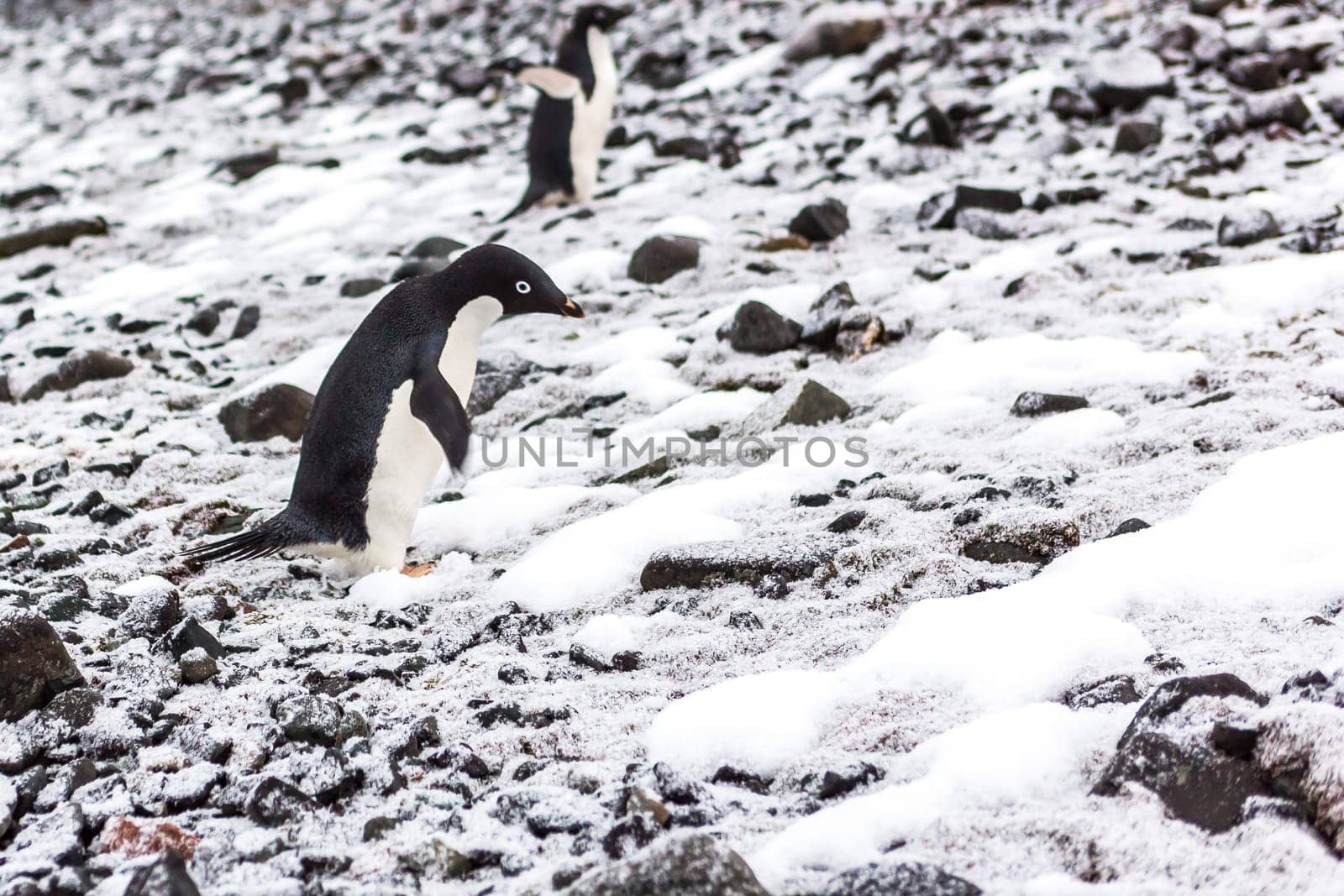 Beautiful landscape and scenery in Antarctica. Freezing