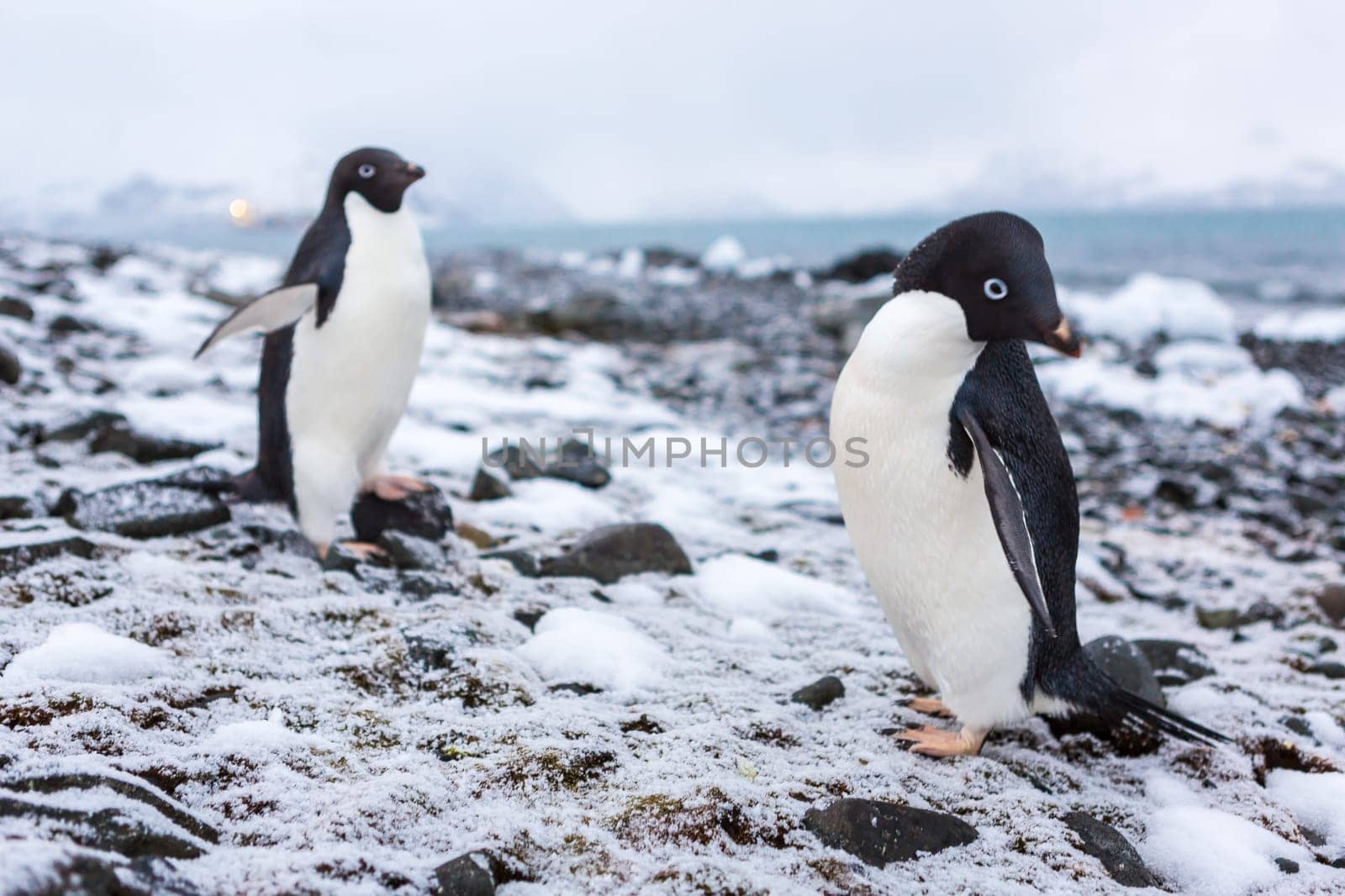 Beautiful landscape and scenery in Antarctica. Freezing