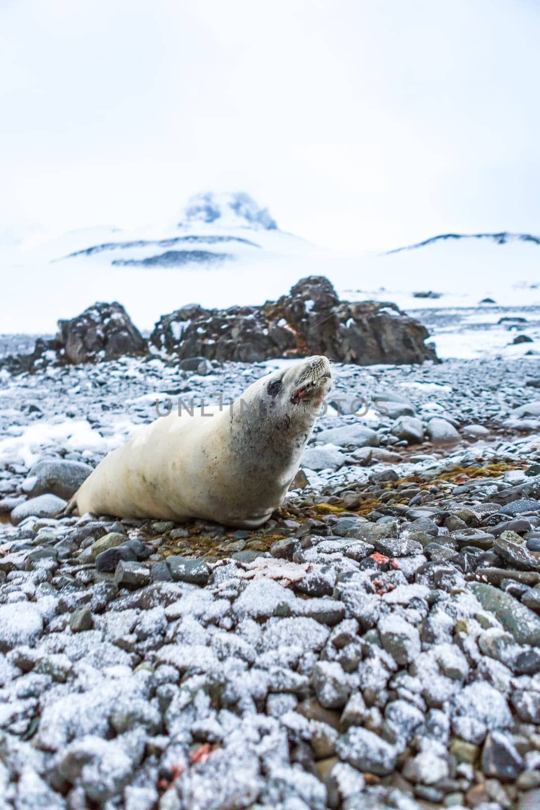 Beautiful landscape and scenery in Antarctica. Freezing