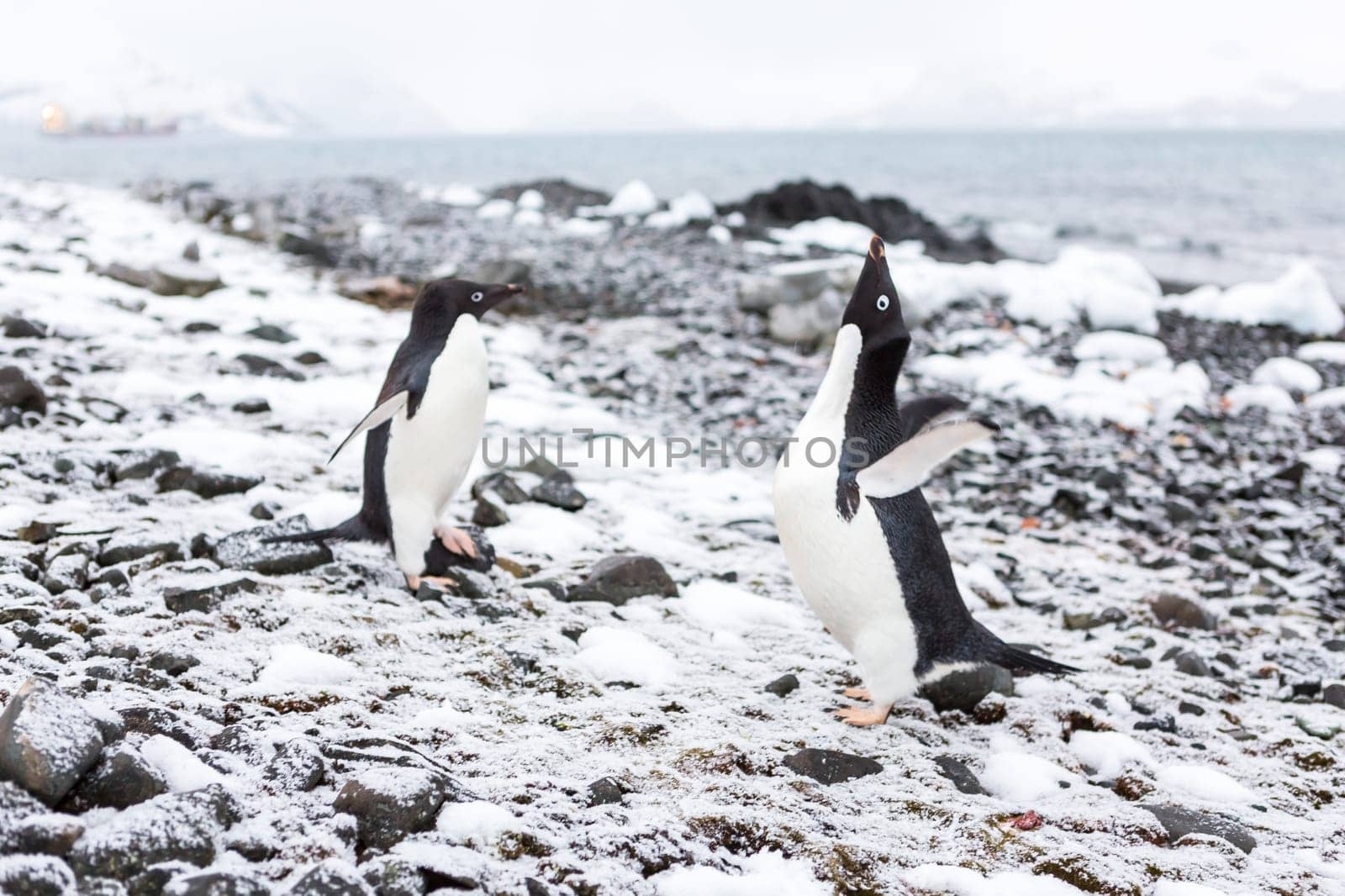 Beautiful landscape and scenery in Antarctica. Freezing