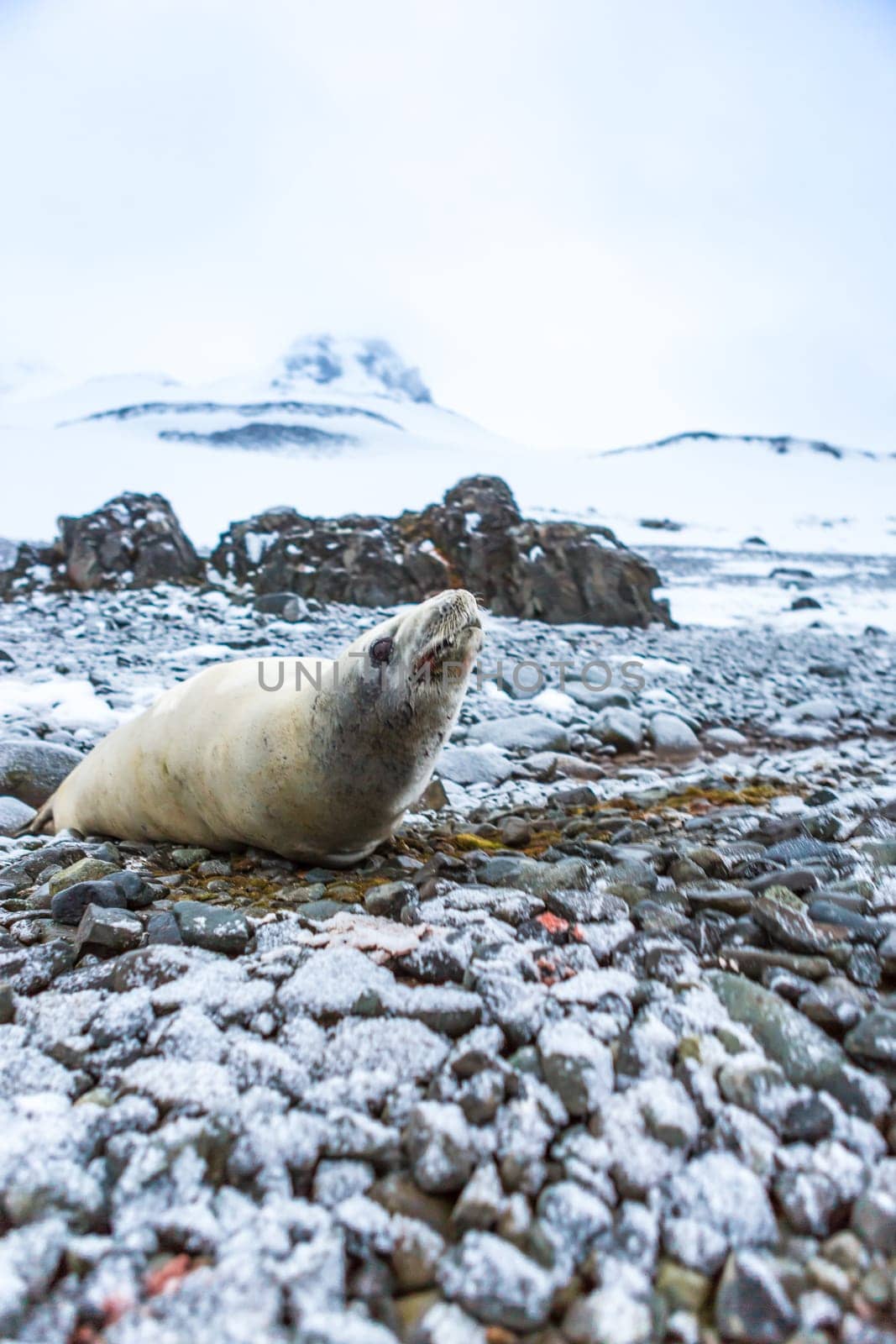 Beautiful landscape and scenery in Antarctica. Freezing