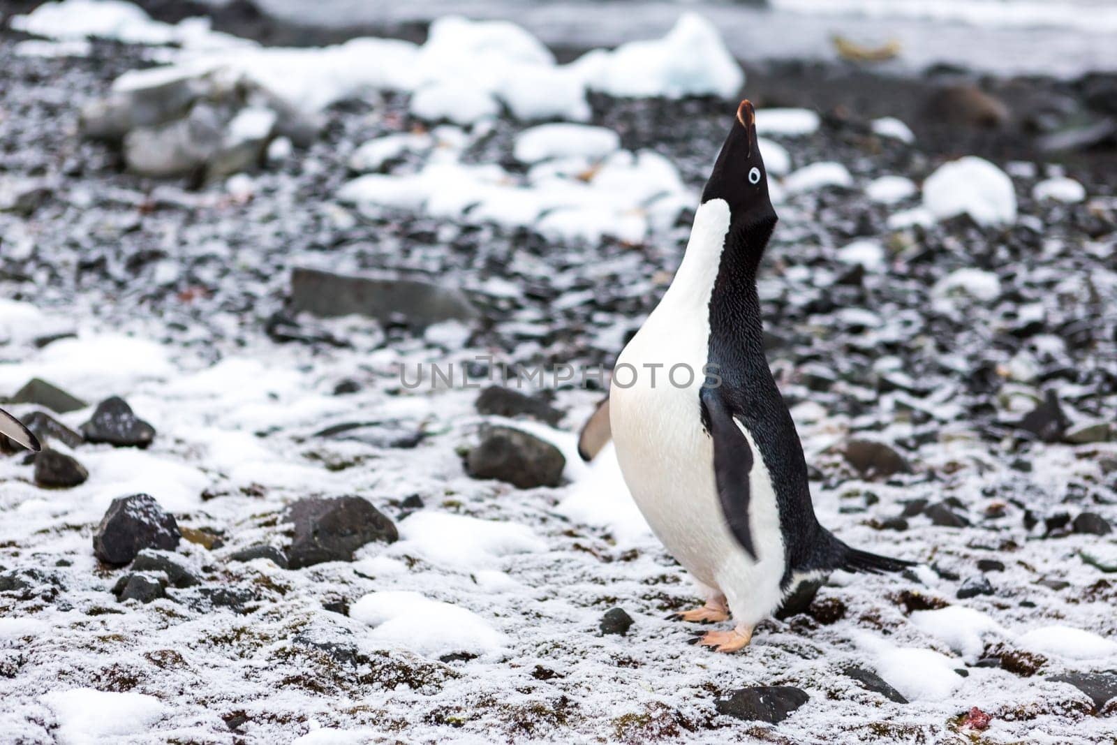 Beautiful landscape and scenery in Antarctica. Freezing