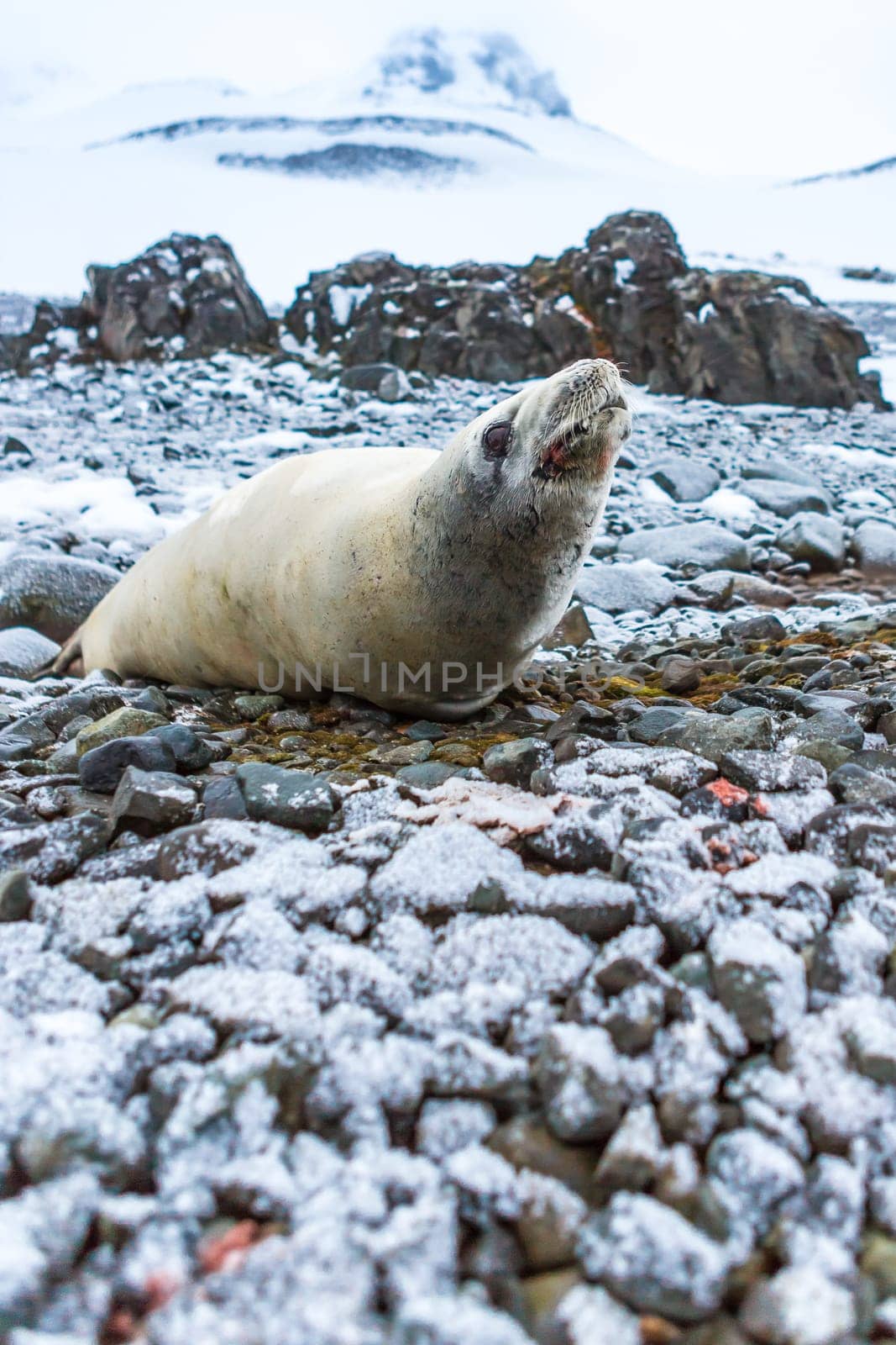 Beautiful landscape and scenery in Antarctica. Freezing