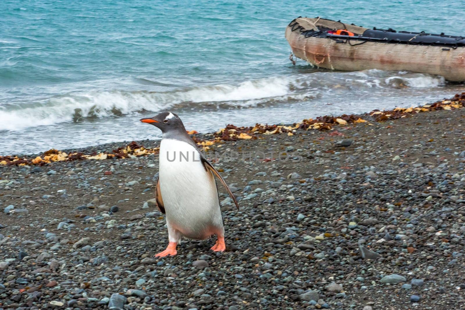 Beautiful landscape and scenery in Antarctica. Freezing
