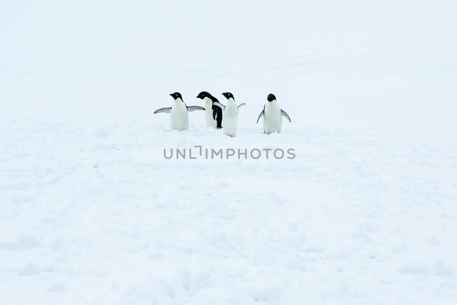 Beautiful landscape and scenery in Antarctica. Freezing