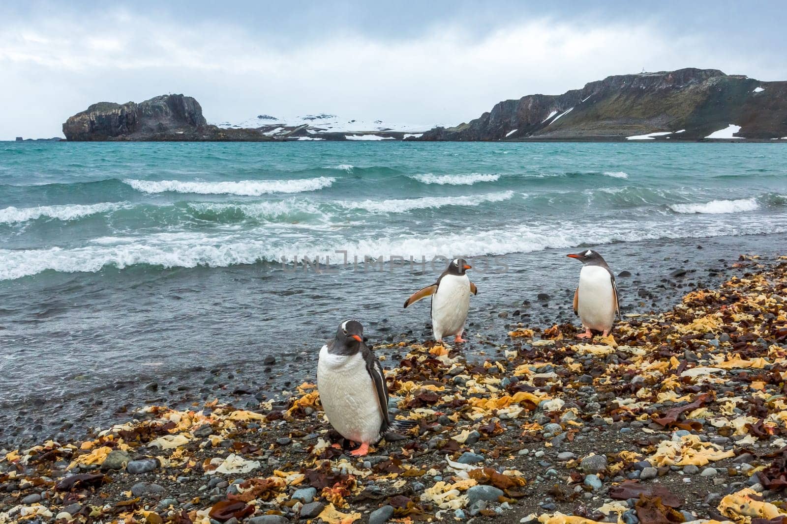 Beautiful landscape and scenery in Antarctica. Freezing
