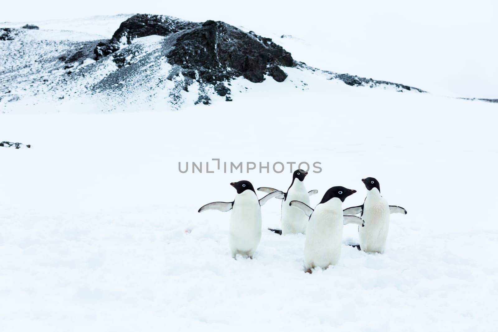 Beautiful landscape and scenery in Antarctica. Freezing