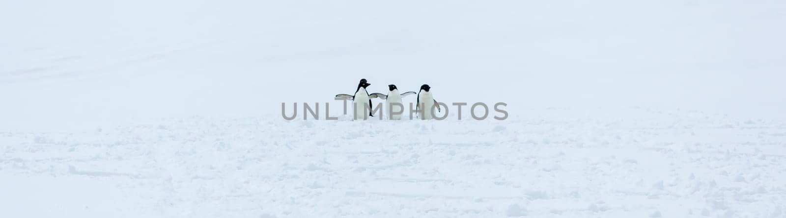 Beautiful landscape and scenery in Antarctica. Freezing