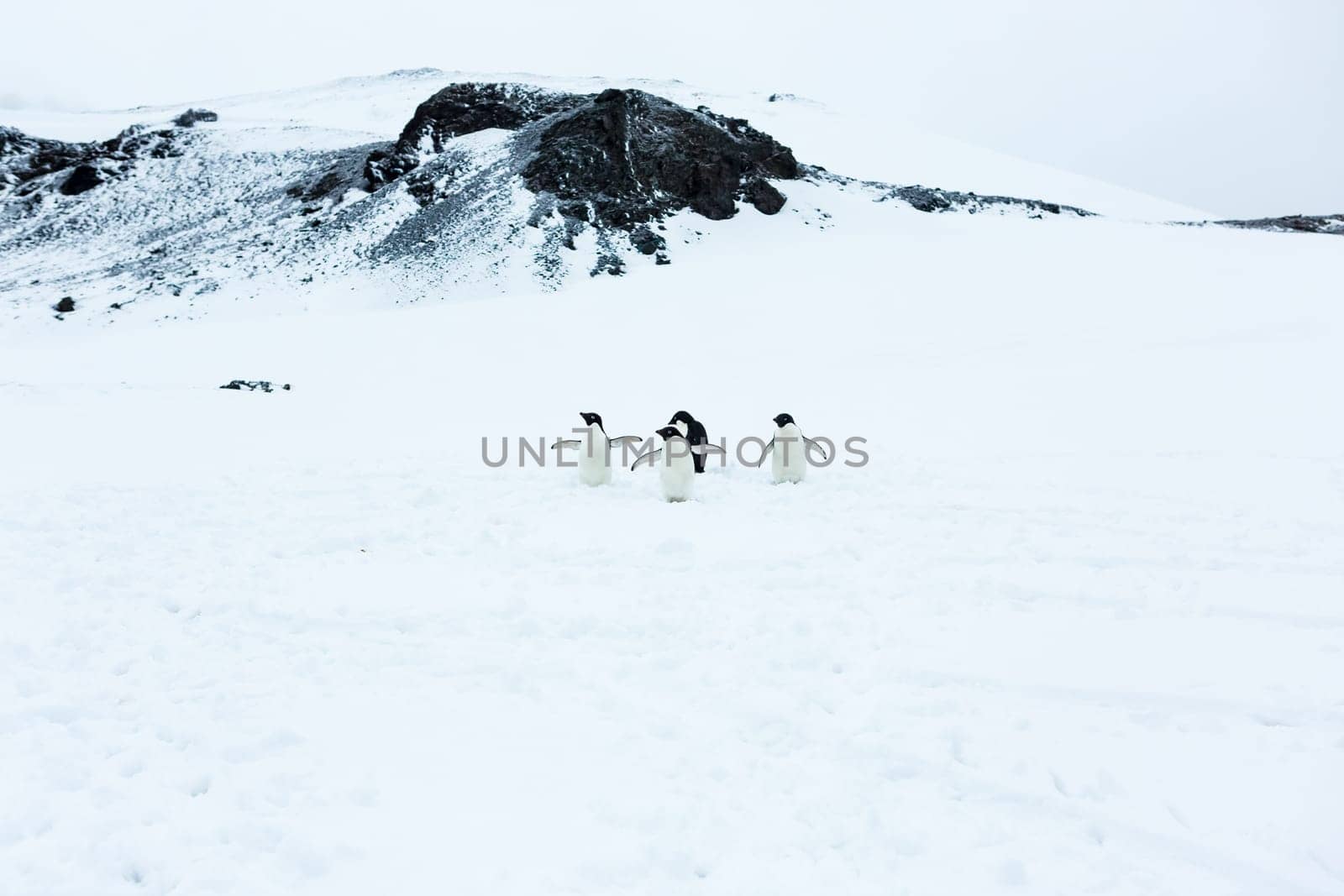 Beautiful landscape and scenery in Antarctica. Freezing