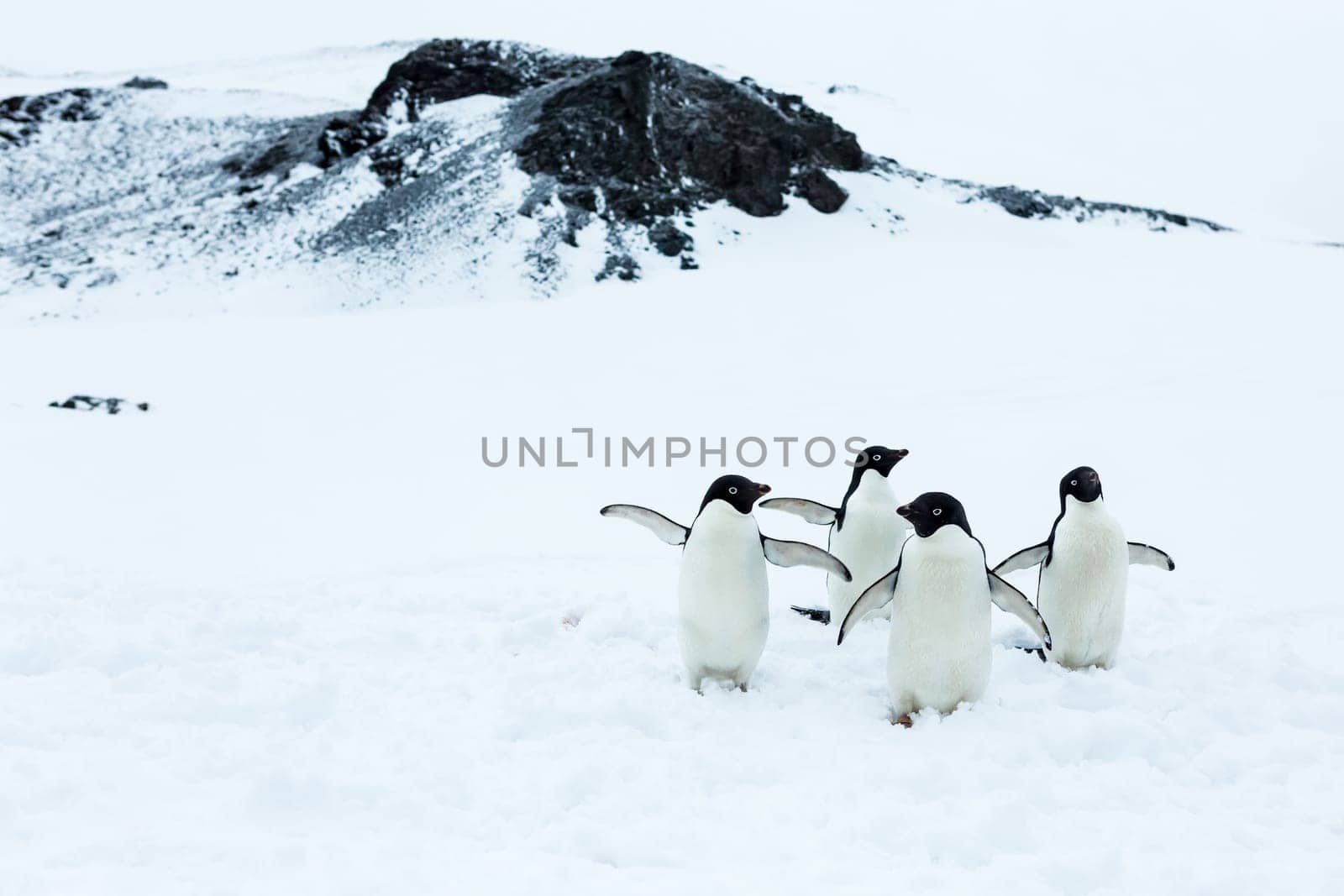 Beautiful landscape and scenery in Antarctica. Freezing