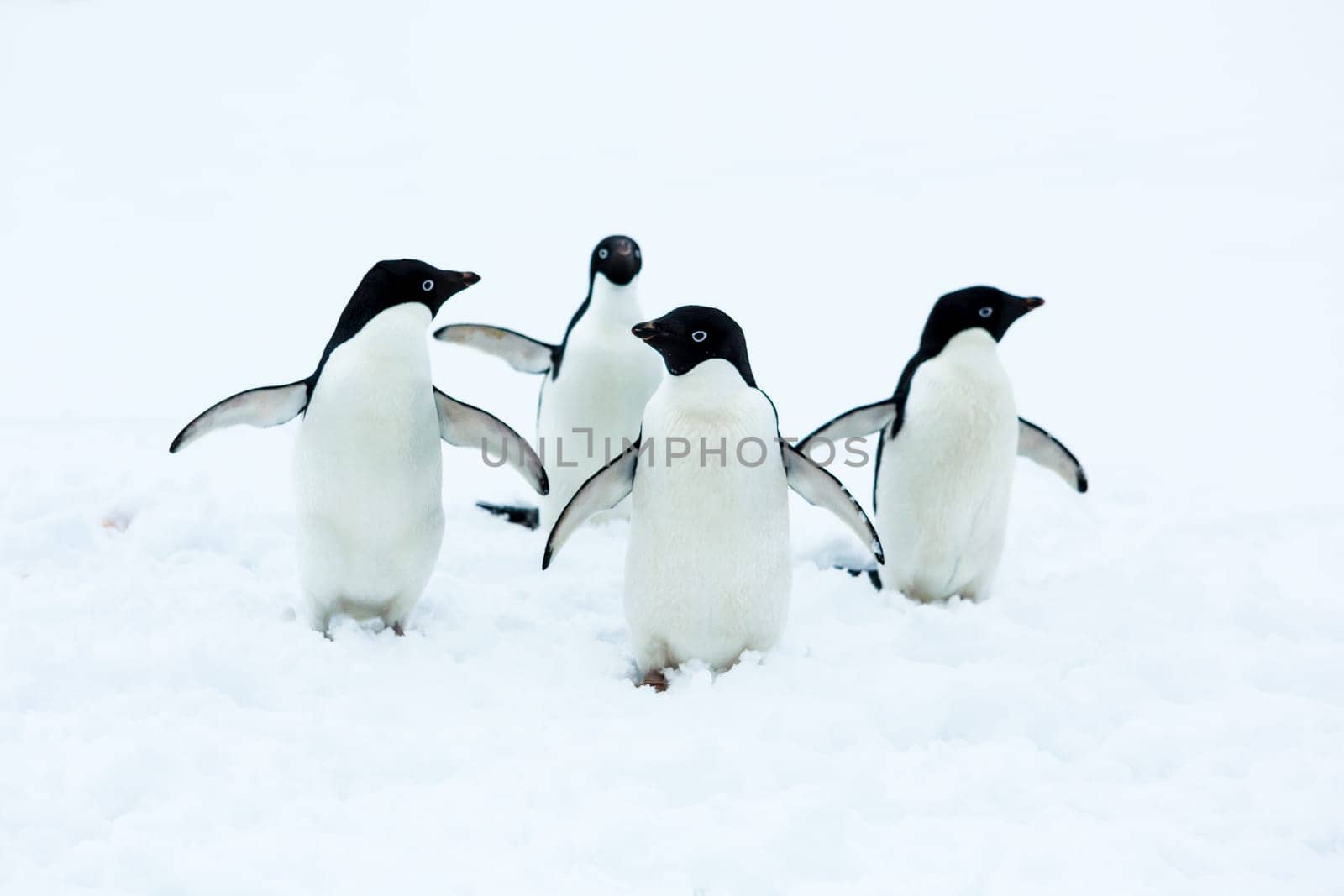 Beautiful landscape and scenery in Antarctica. Freezing