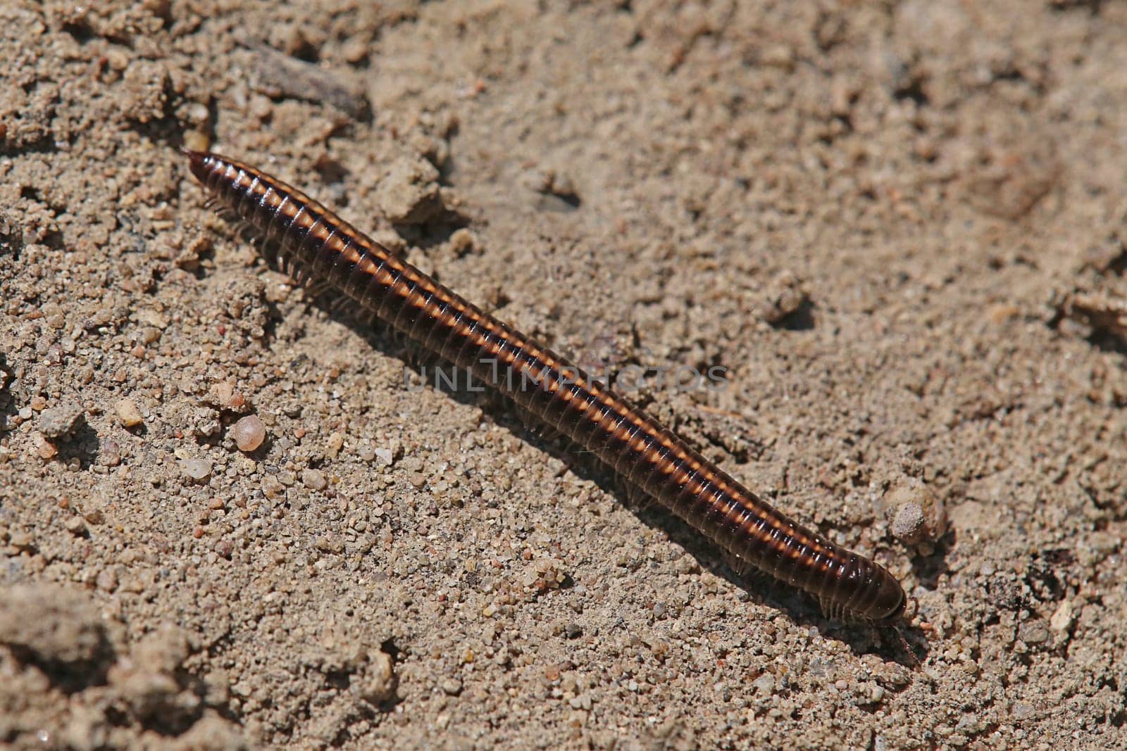 Sand Whiskered Ommatoiulus sabulosus
