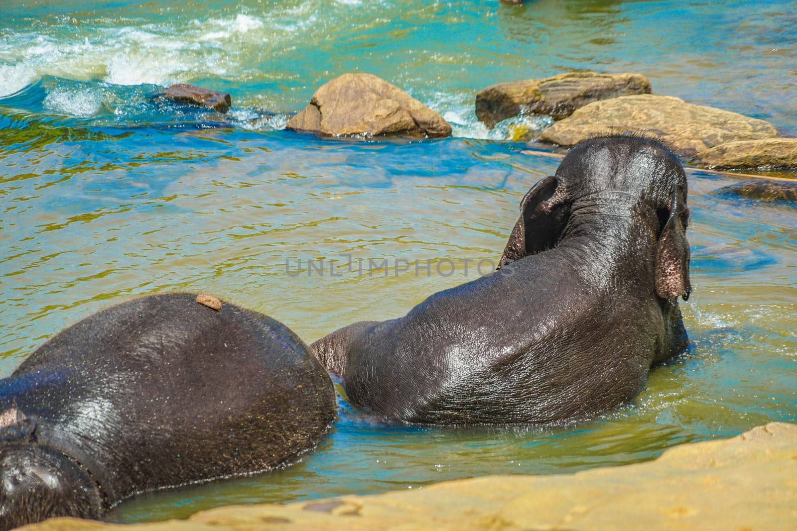 Wild elephant image (Sri Lanka Pinnawara). Shooting Location: Sri Lanka