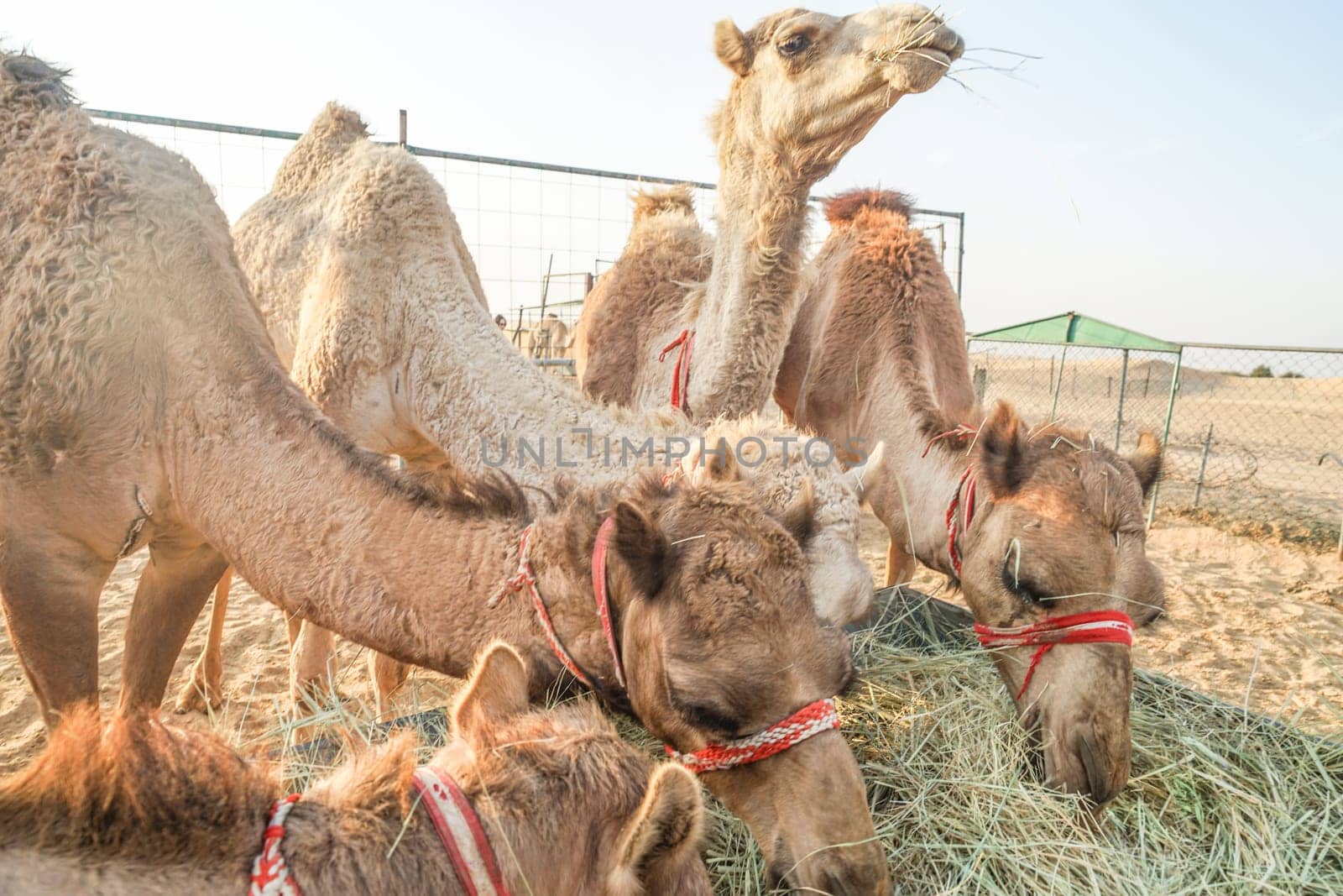 Of the Arabian desert camel (United Arab Emirates). Shooting Location: Dubai