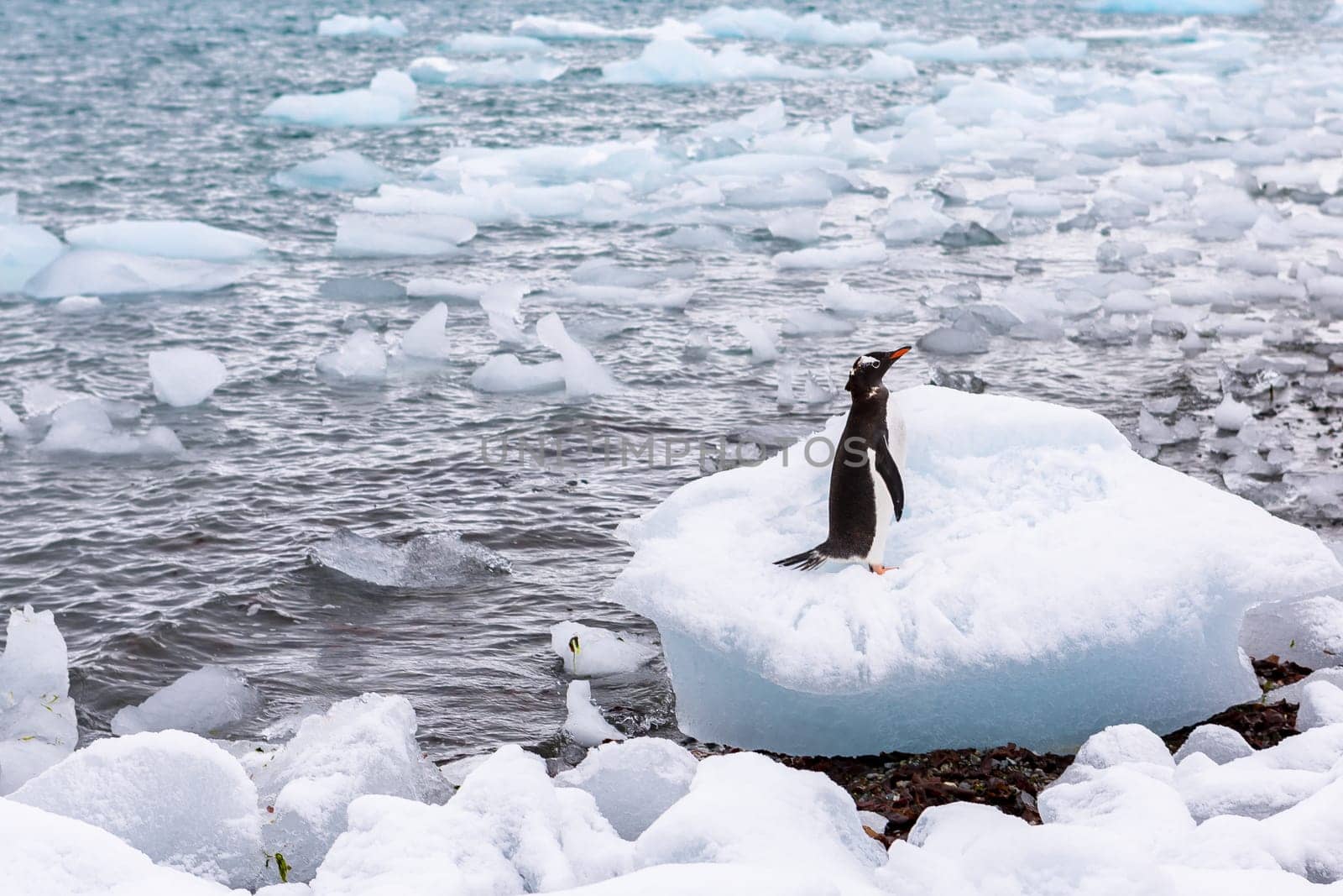 Beautiful landscape and scenery in Antarctica. Freezing