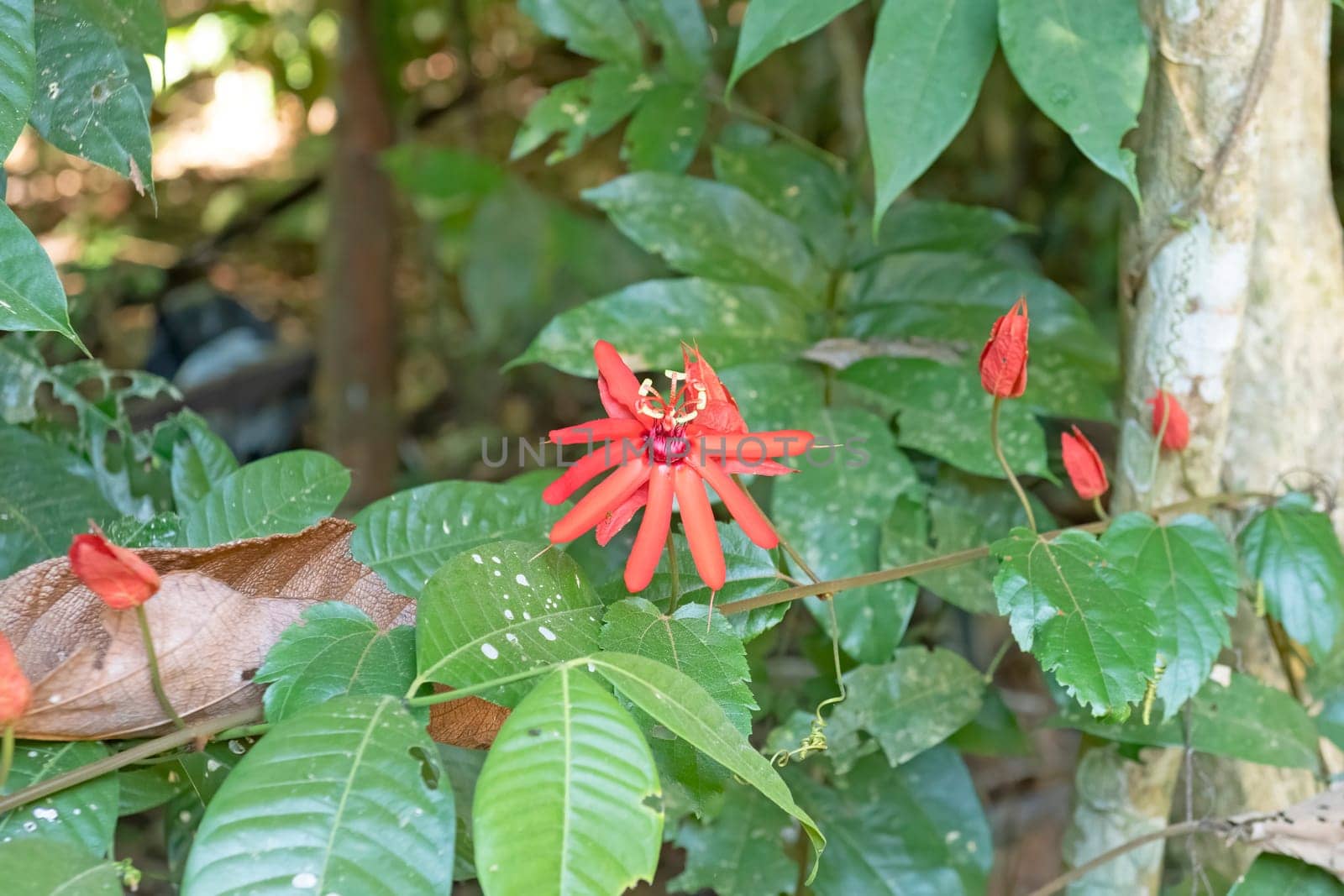 Beautiful Wildflower in the Amazon rainforest near Alta Floresta, Brazil