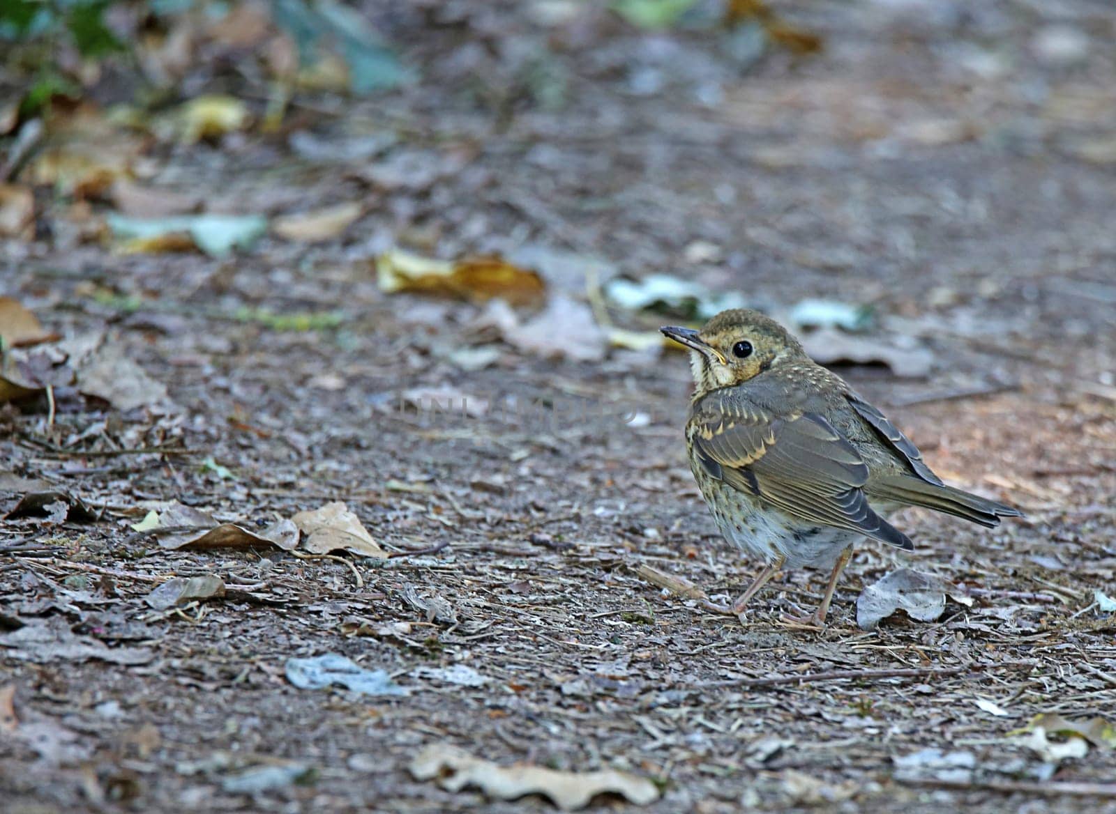 Young thrush chick Turdus philomelos on forest floor