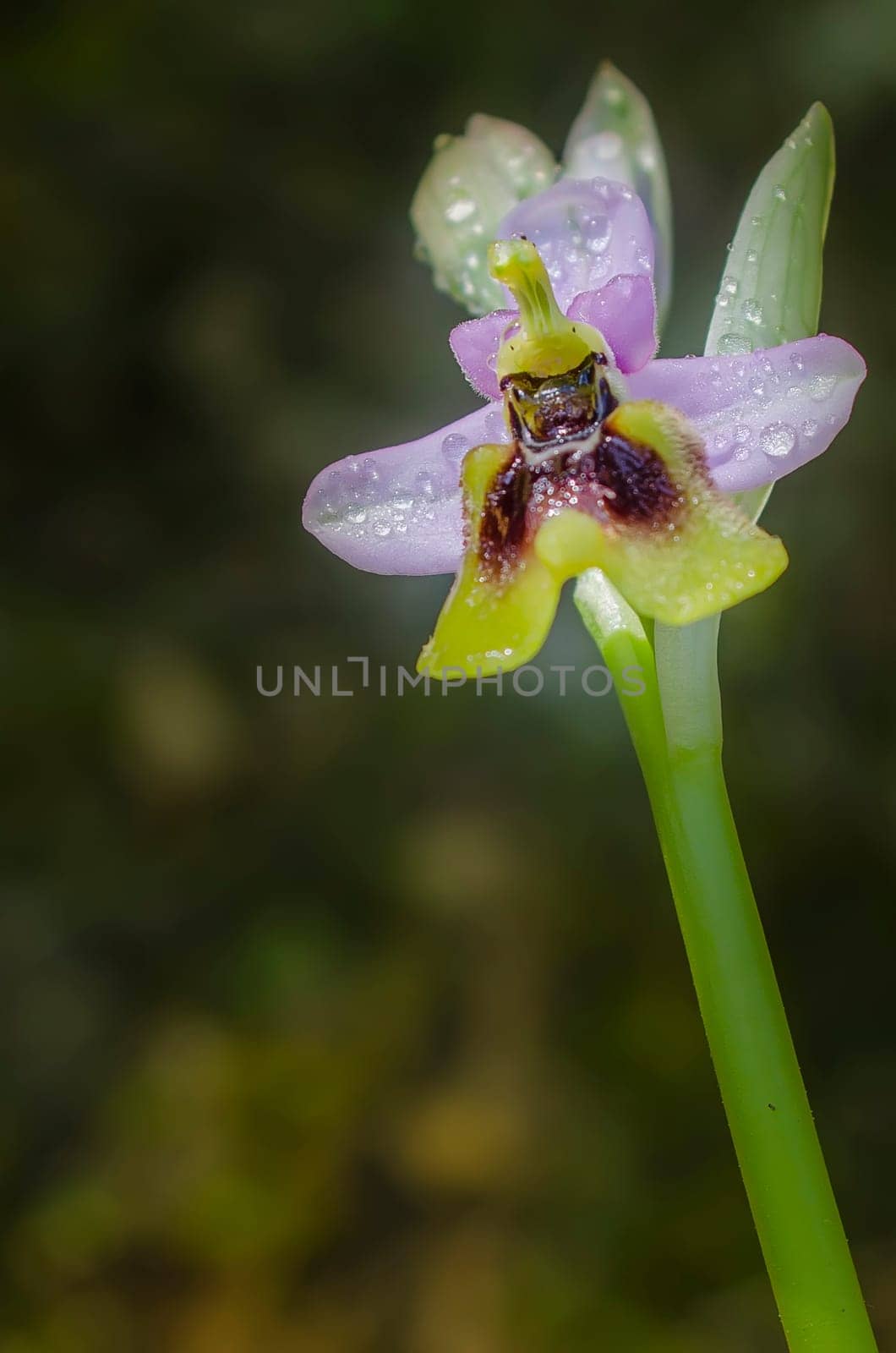 orchis champagneuxii
