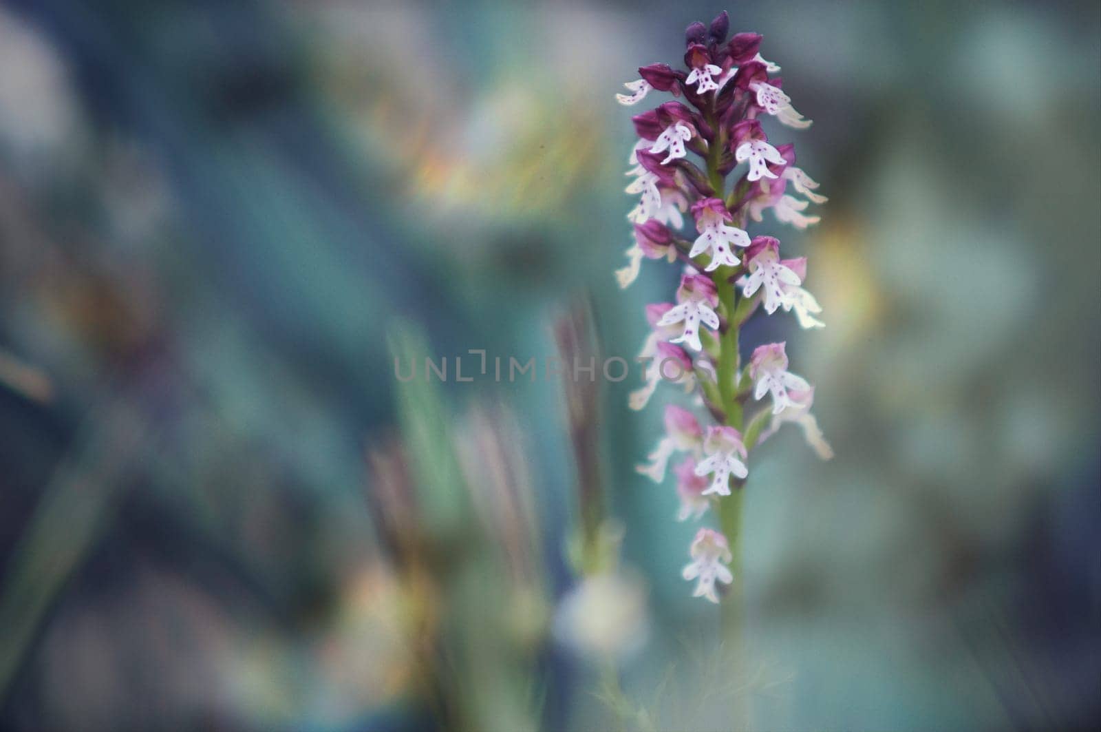 orchis champagneuxii