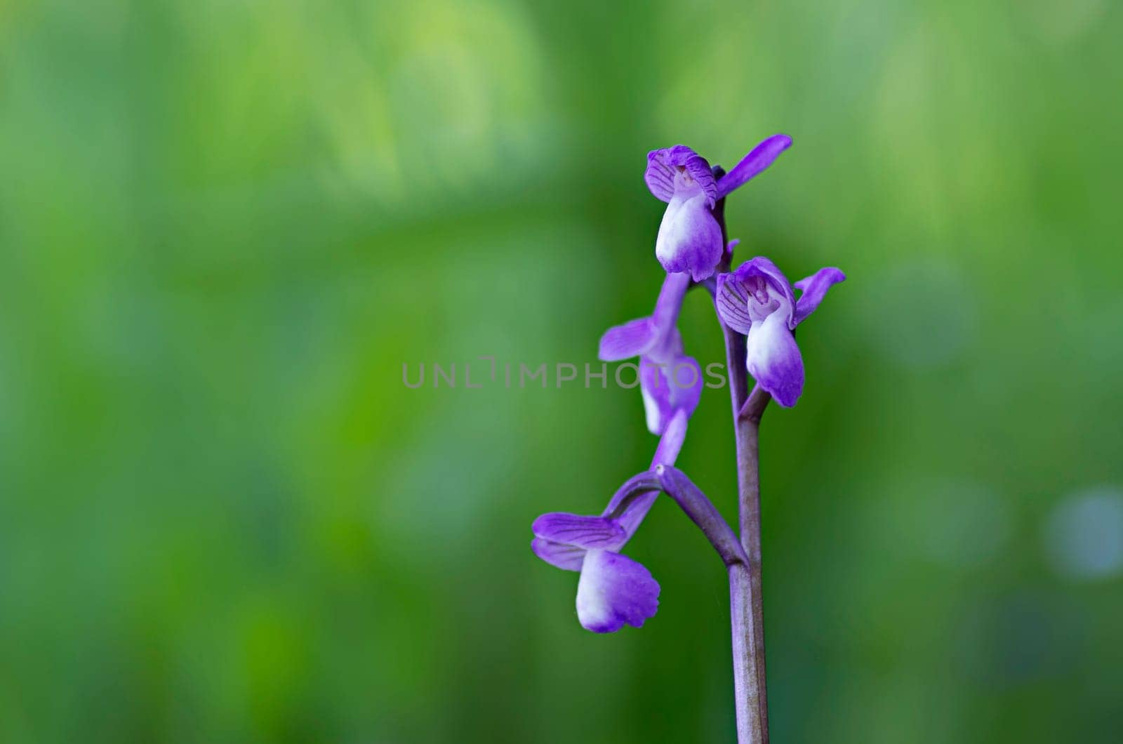 orchis champagneuxii