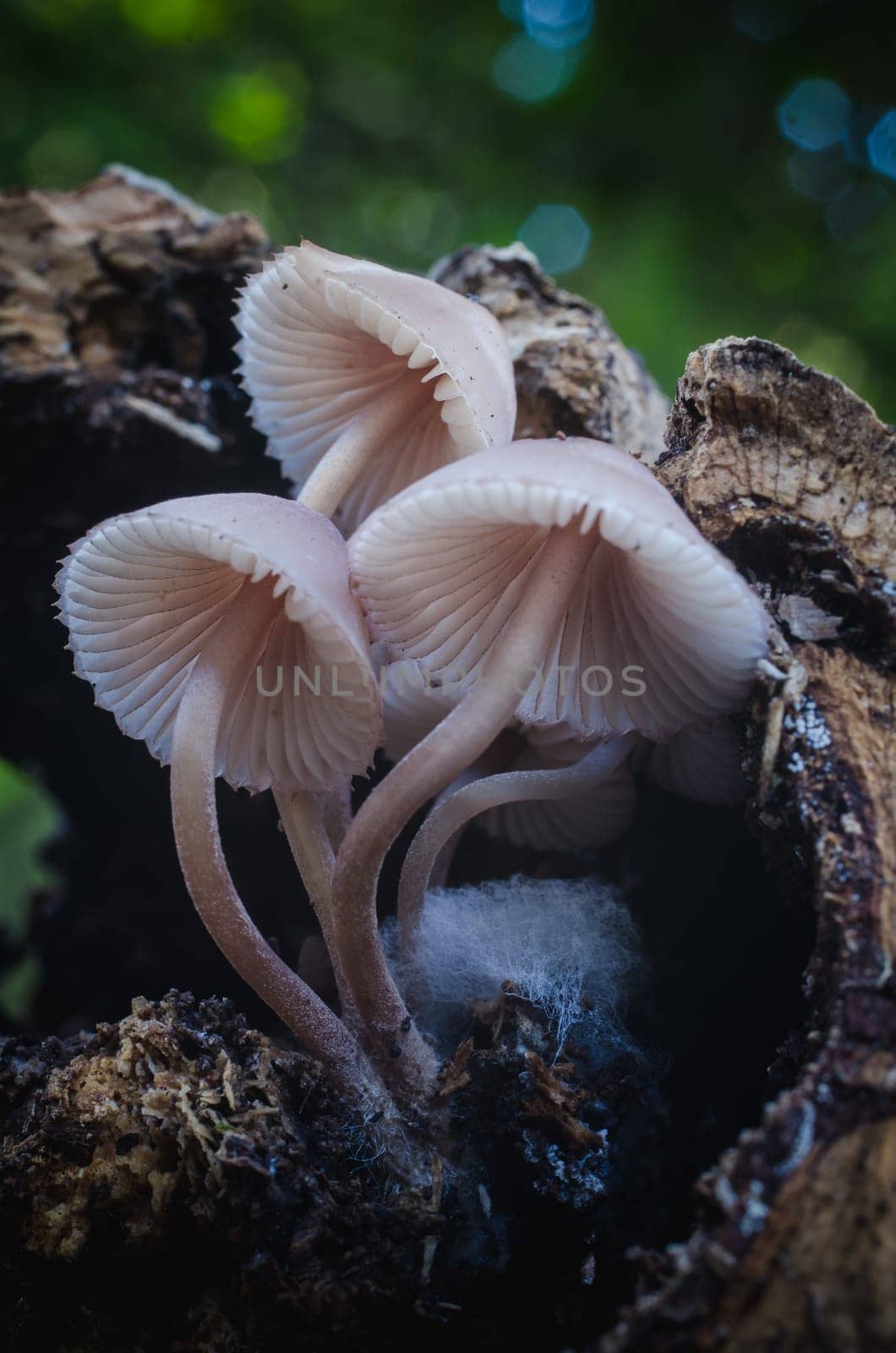 Mushroom macro photography in natural wolrd