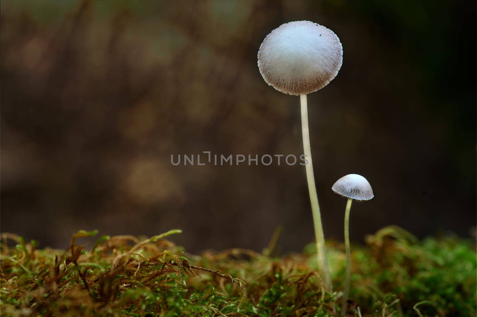 Mushroom macro photography in natural wolrd