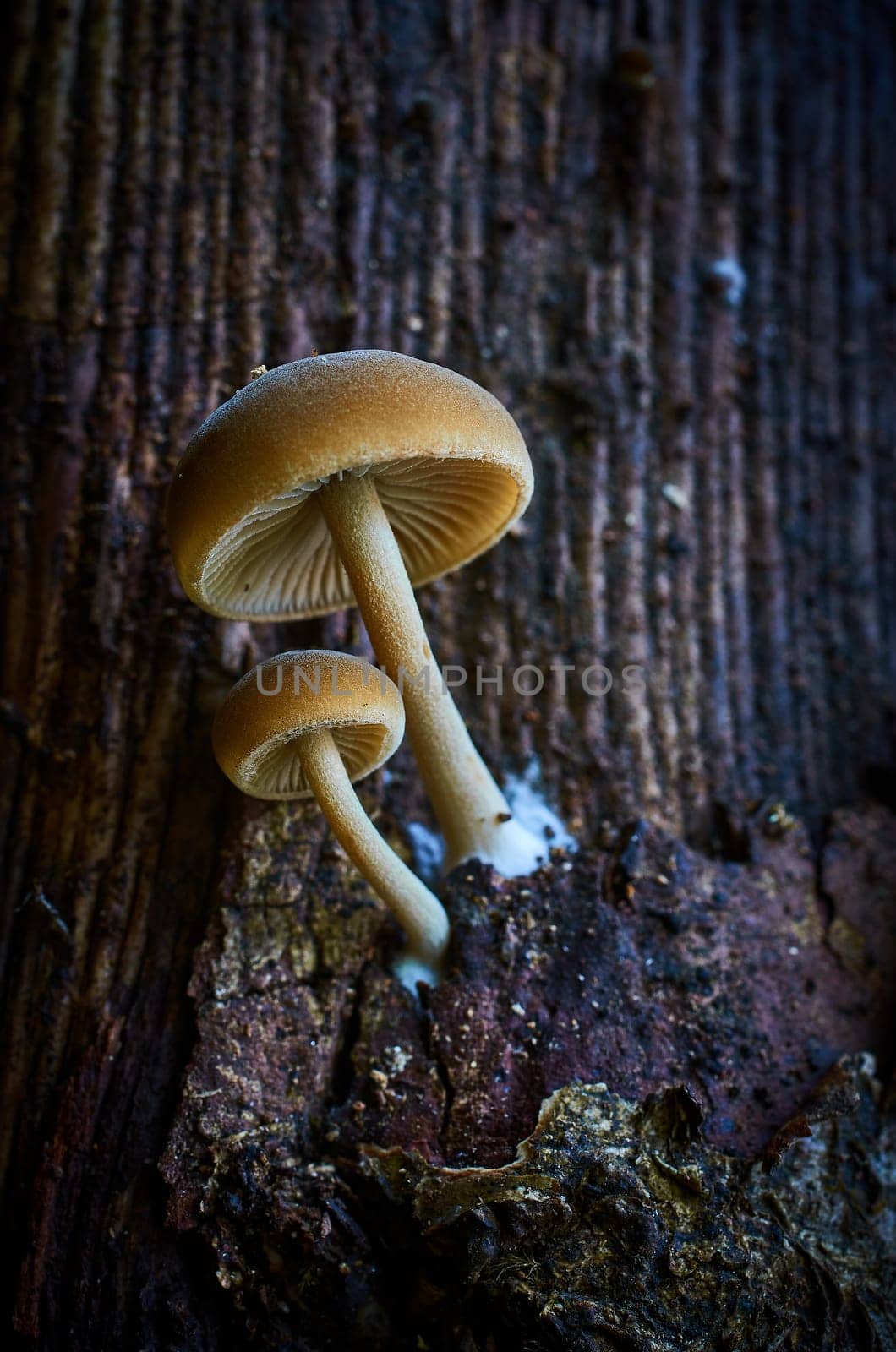 Mushroom macro photography in natural wolrd