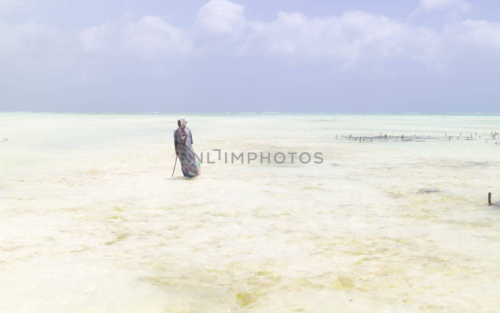 Rows of seaweed on a seaweed farm in kitesurfing lagoon near Paje village, Zanzibar island, Tanzania.