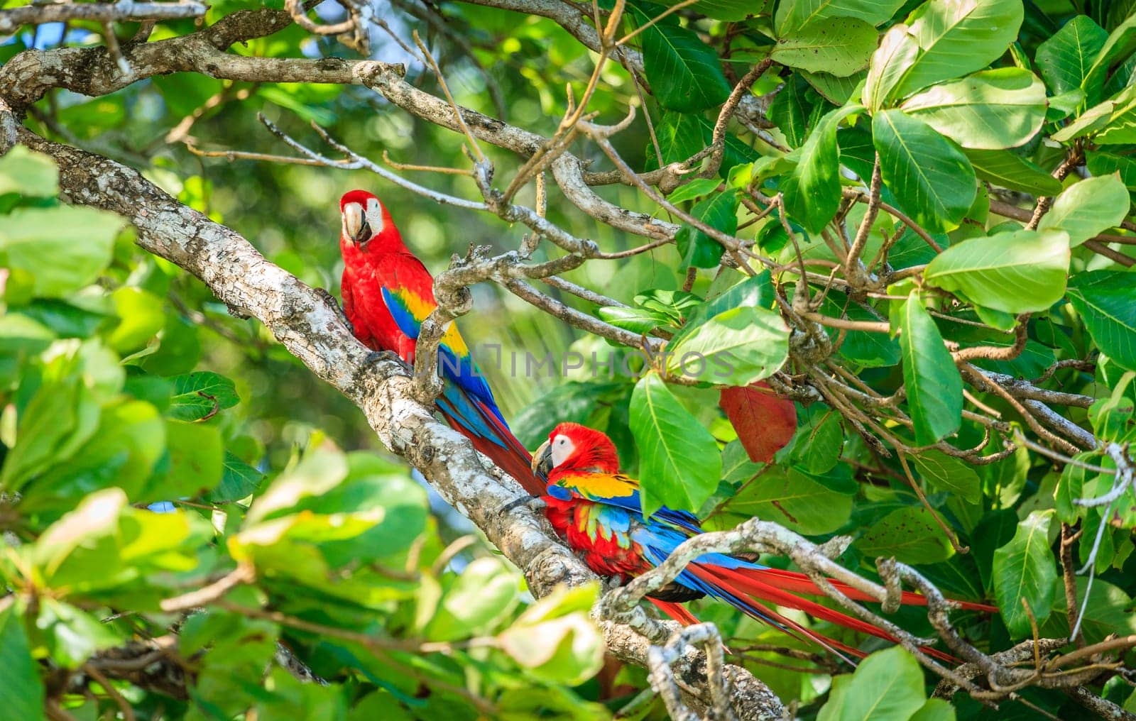 A pair of scarlet macaws on a tree in Corcovado National Park in Costa Rica