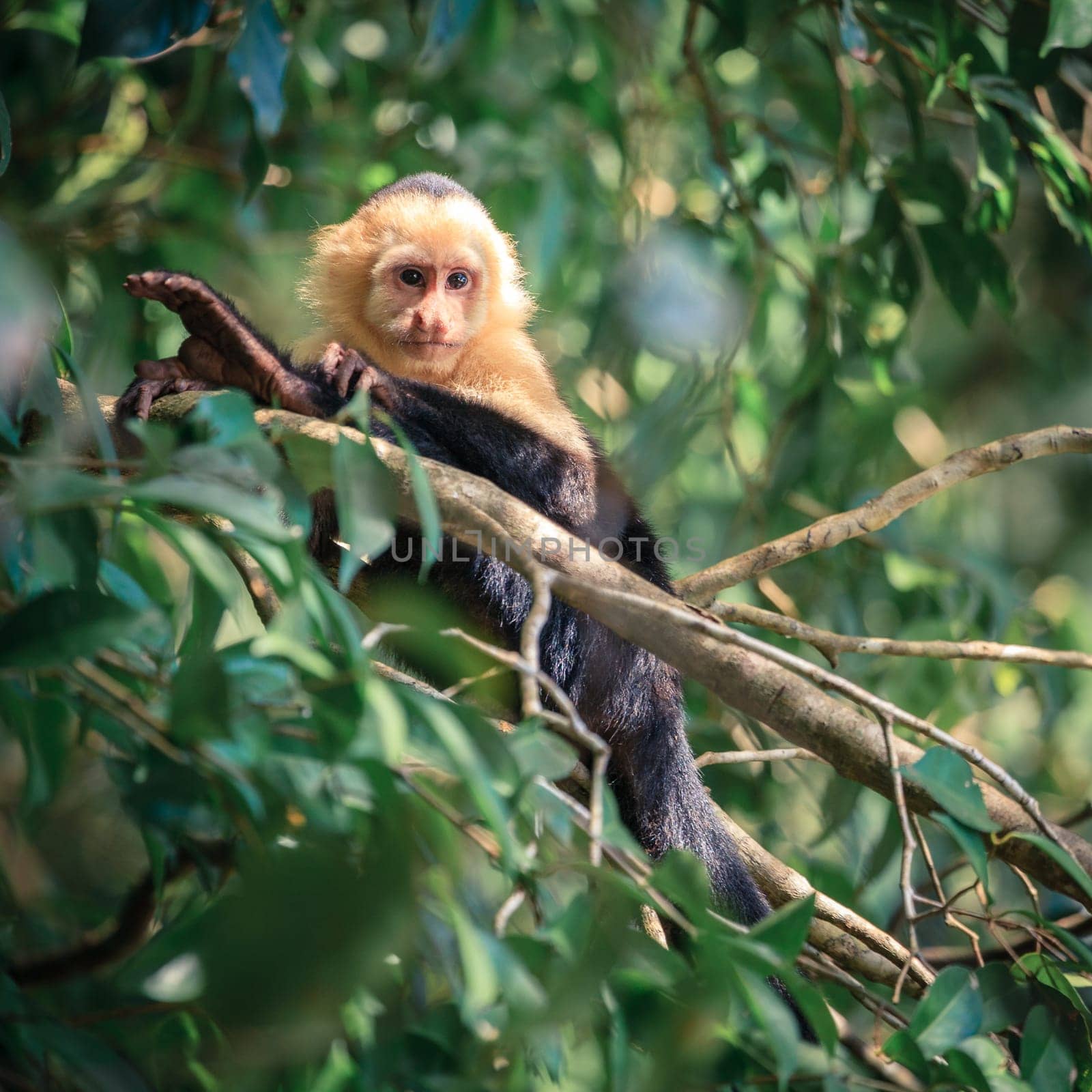 Capuchin monkey in a tropical forest in Costa Rica