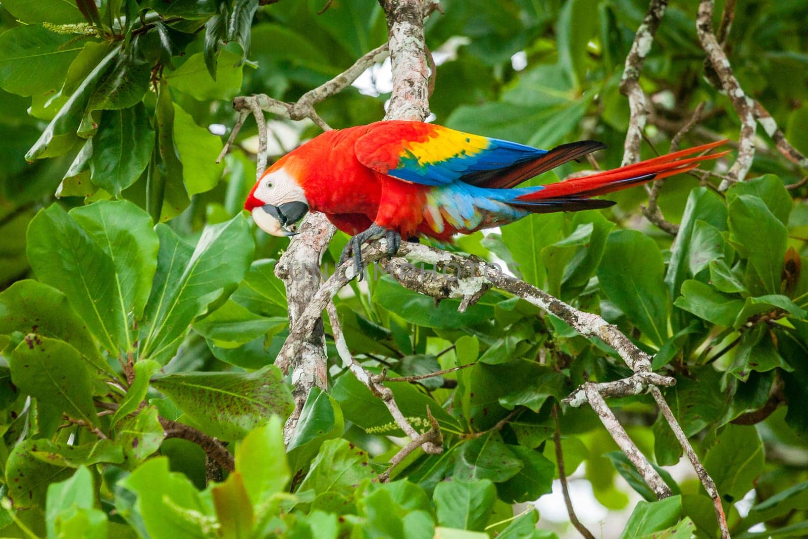 Scarlet macaw parrot on a tree in Corcovado National Park in Costa Rica