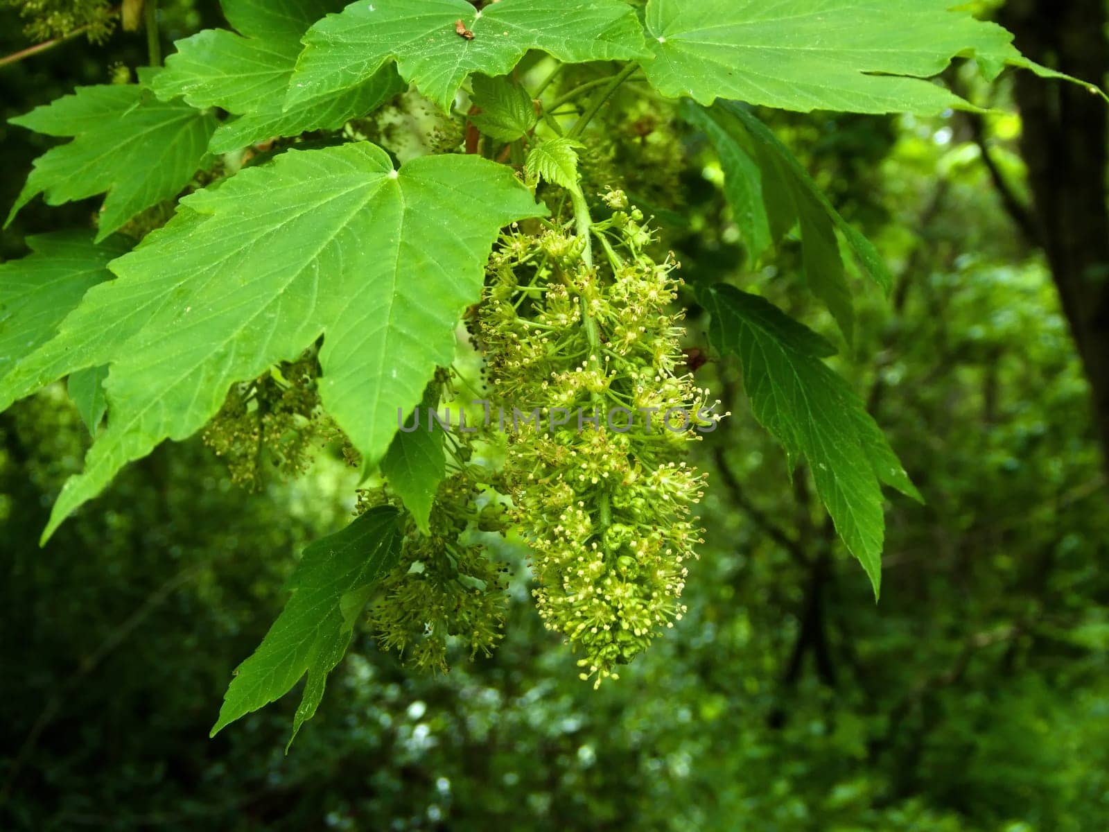maple blossom in spring in Germany