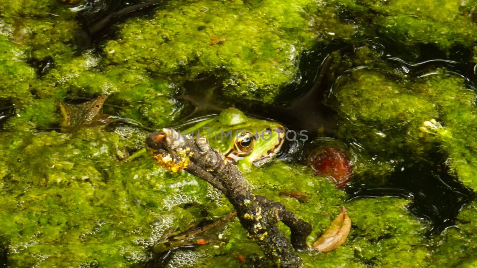 common water frog in a pond