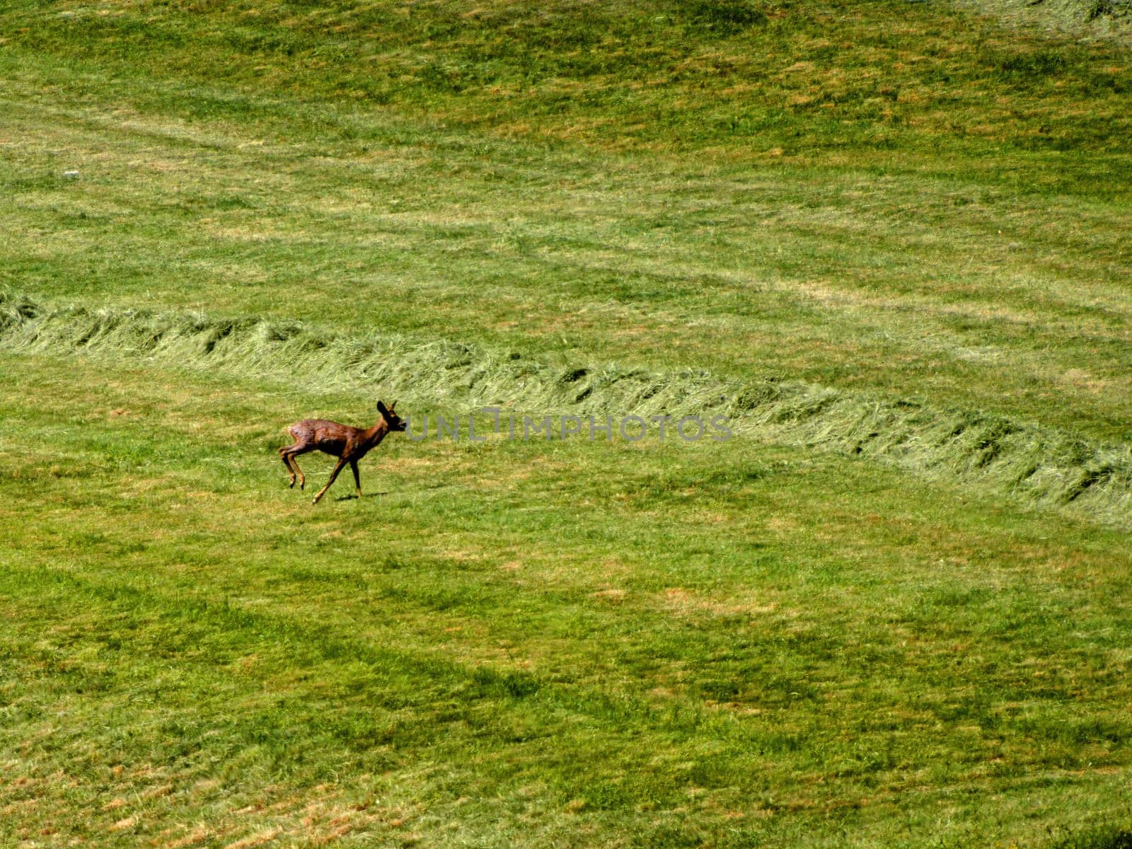 roebuck on a meadow in spring in Germany