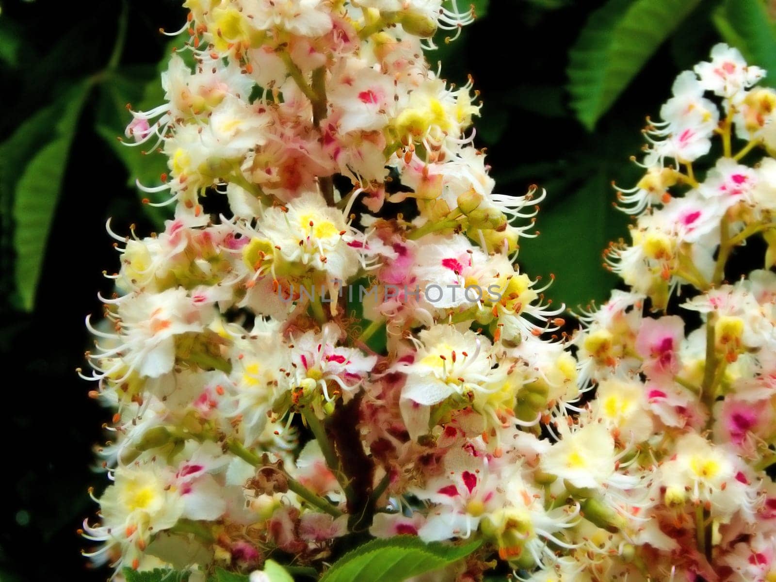 Chestnut blossom in spring in Germany