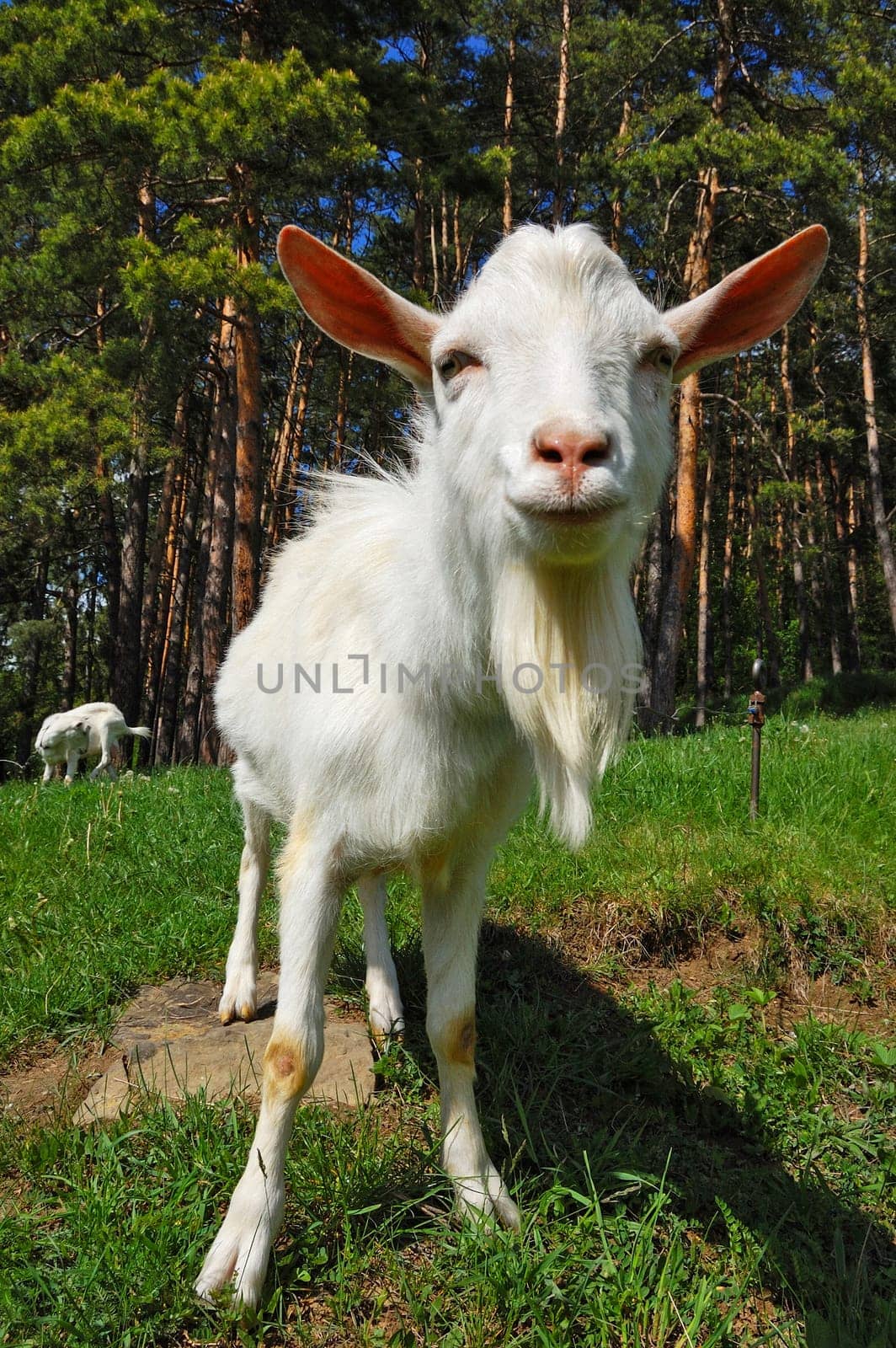 Goat grazing on field