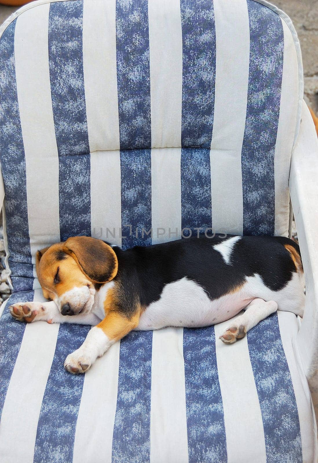 Beagle Puppy resting